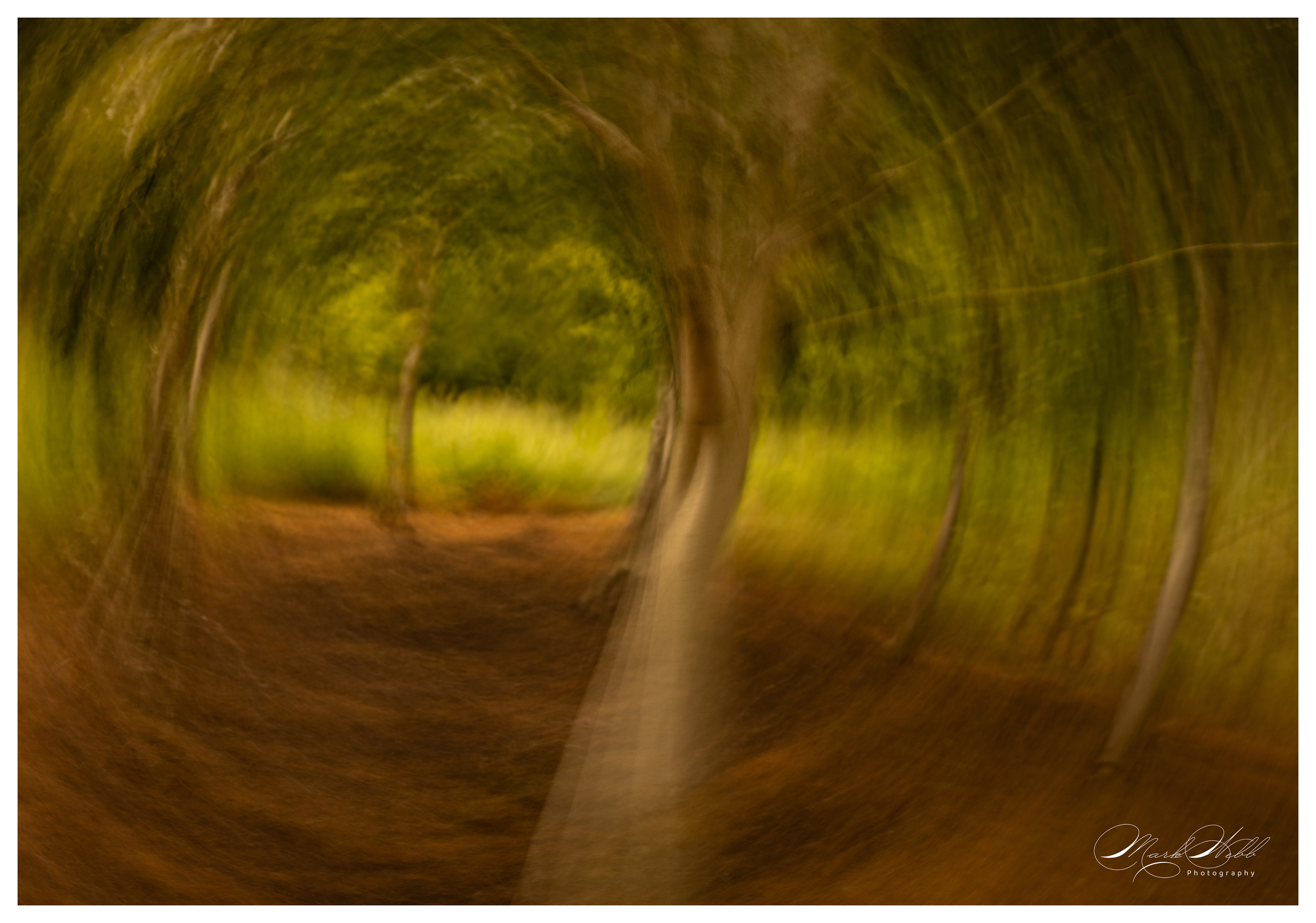Batsford Arboretum June 2024