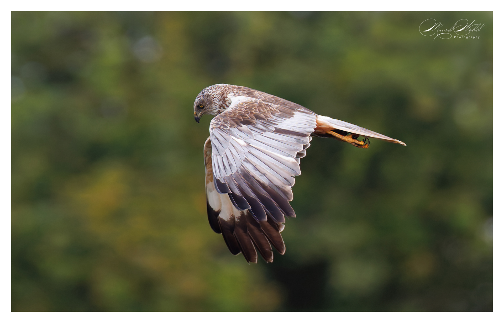 Marsh Harrier Holme August 2024