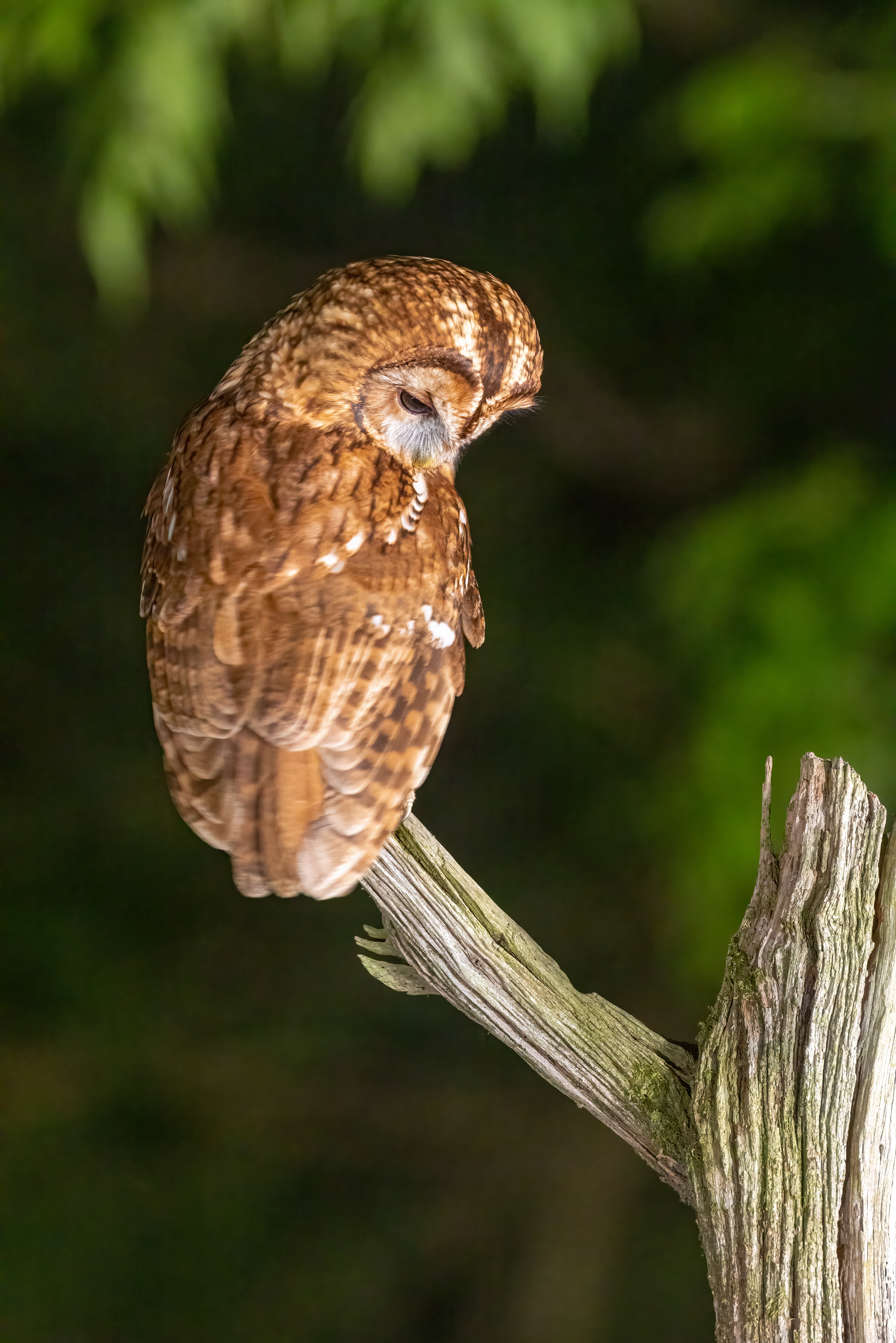 Tawny Owl Hide May 2023