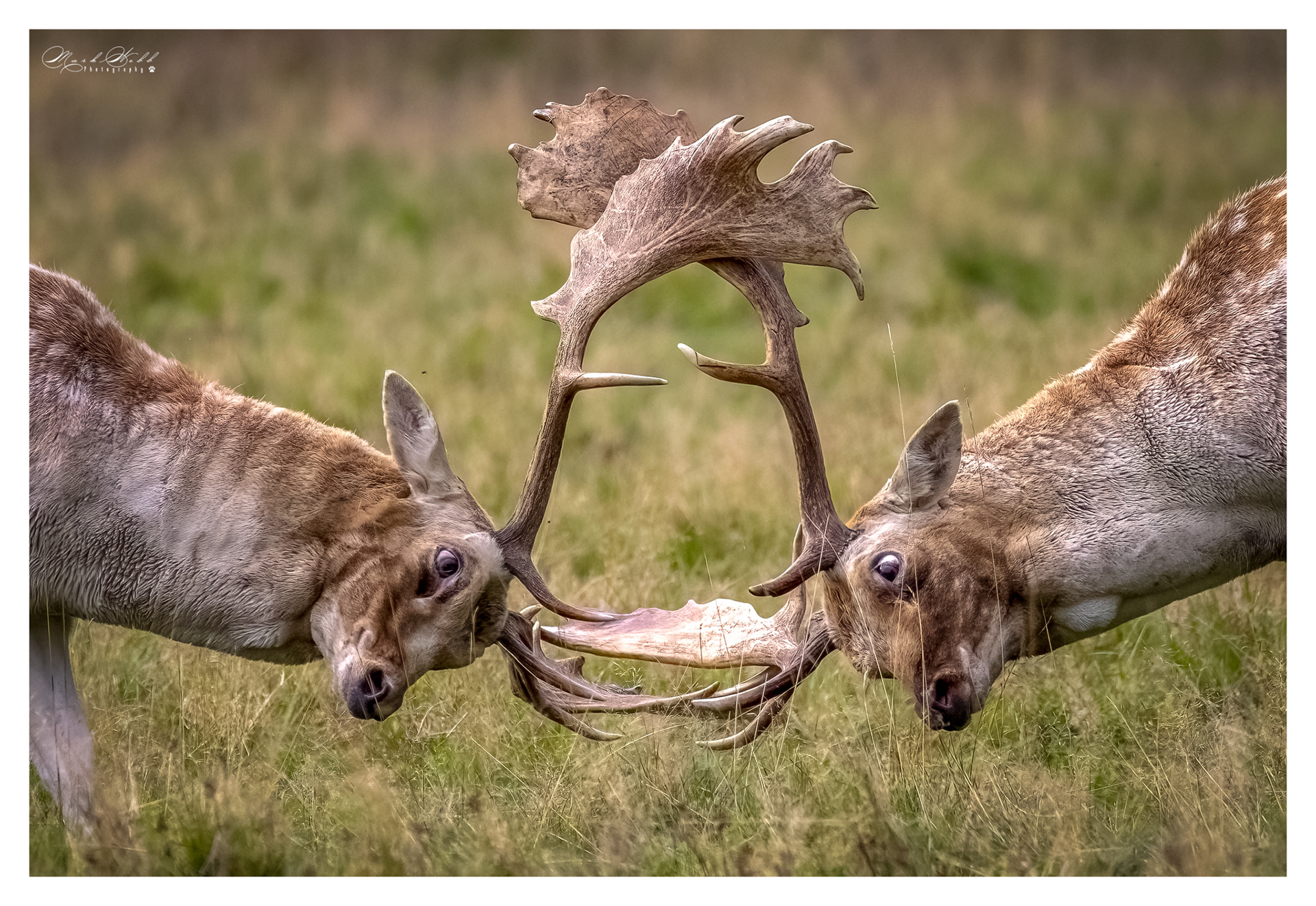 Bradgate Park October 2023