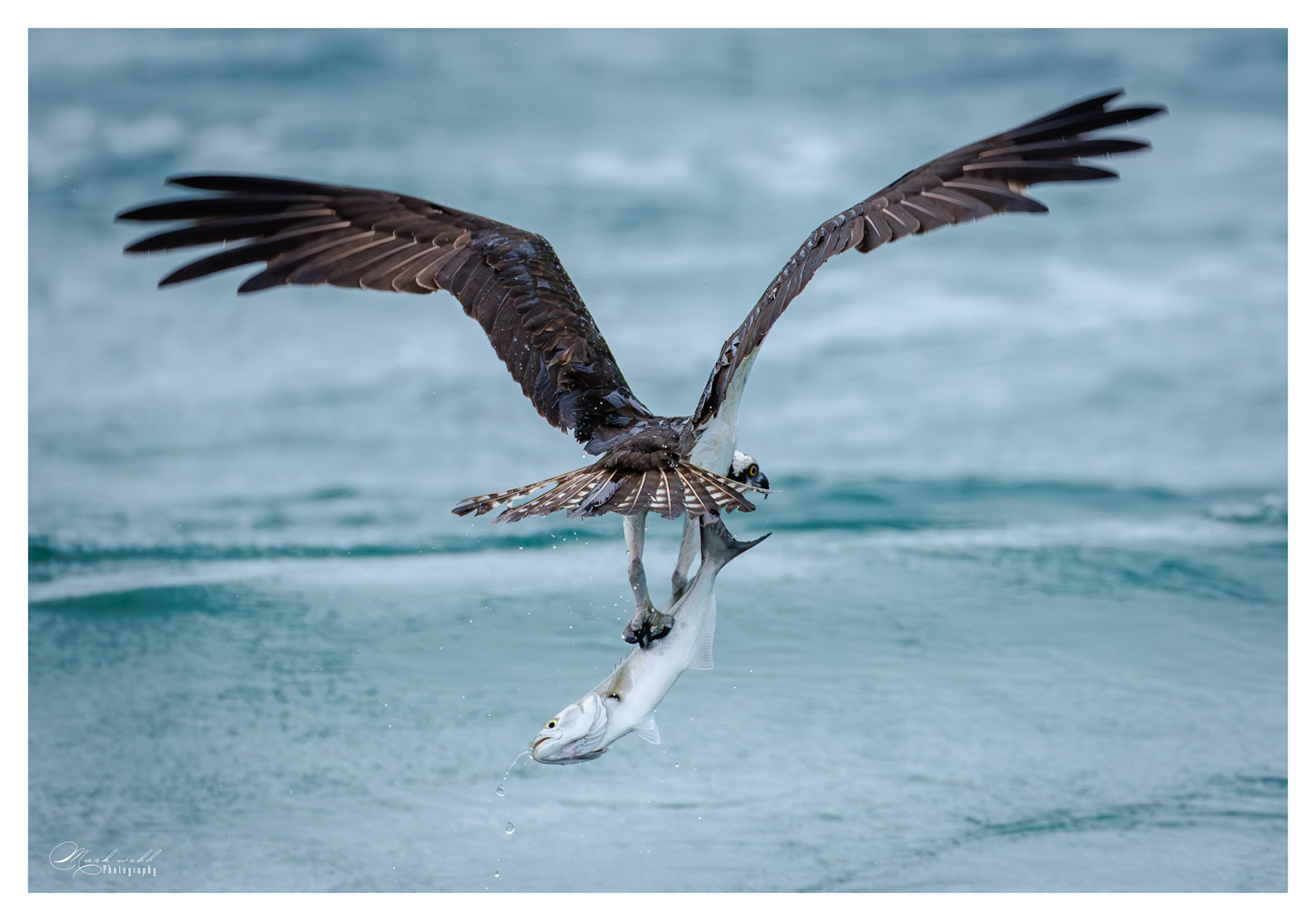 Osprey S Inlet