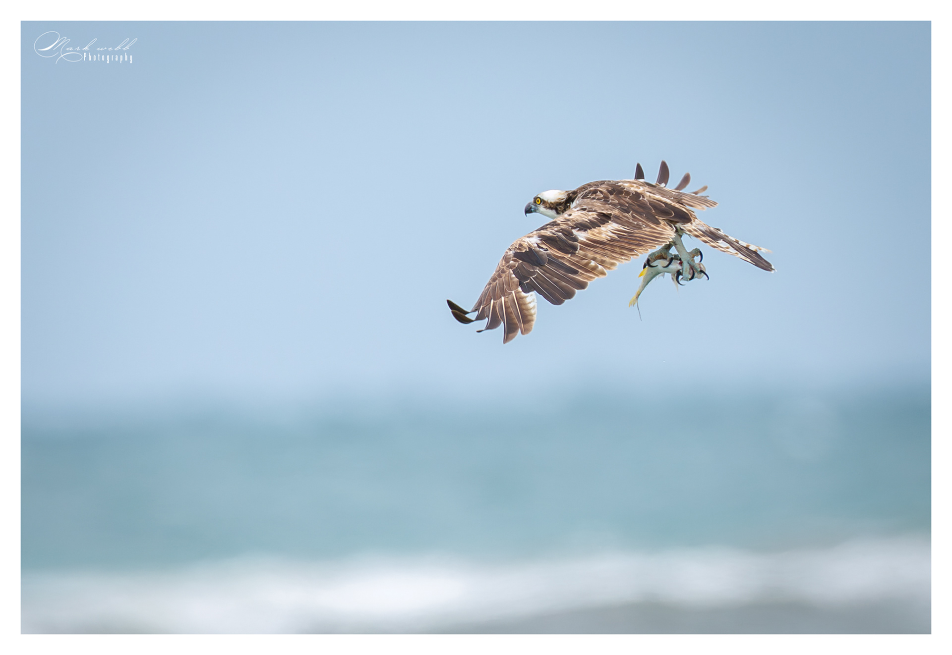 Osprey S Inlet