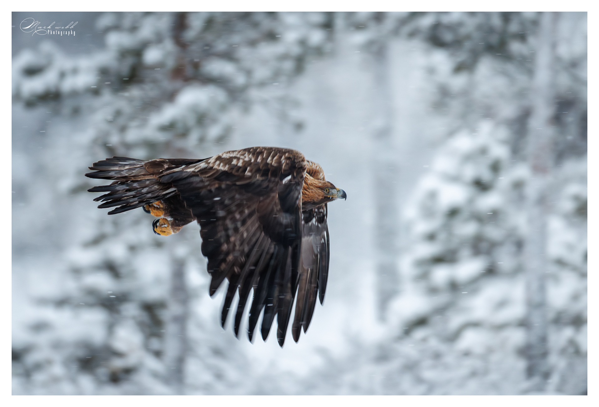 Golden Eagle
