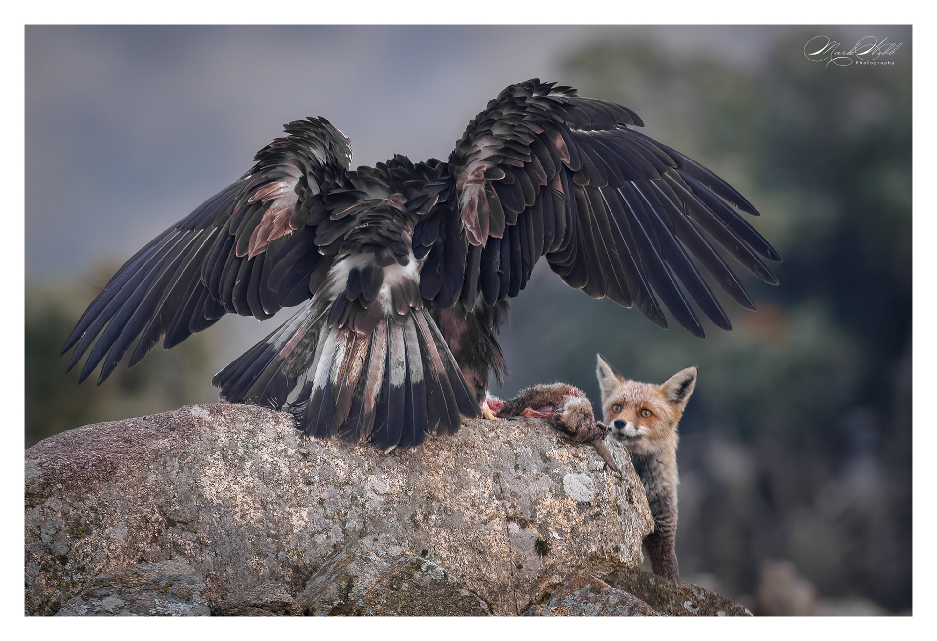 Spanish Imperial Eagle v Fox