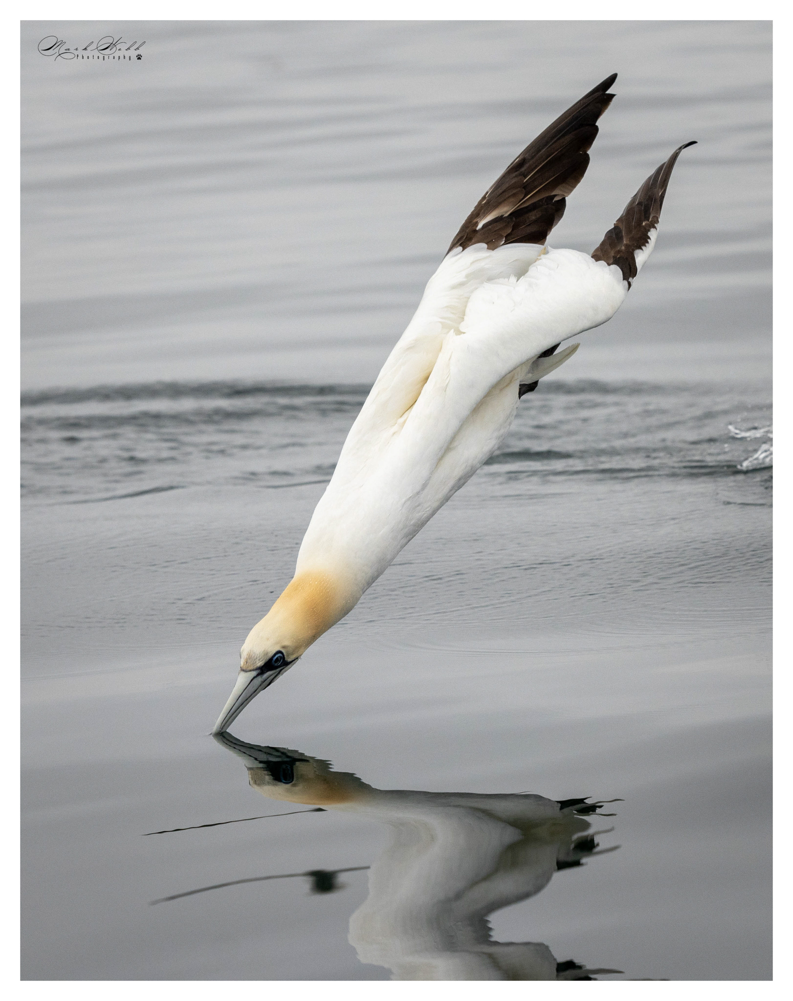 Bridlington Gannet Boat Trip August 2023