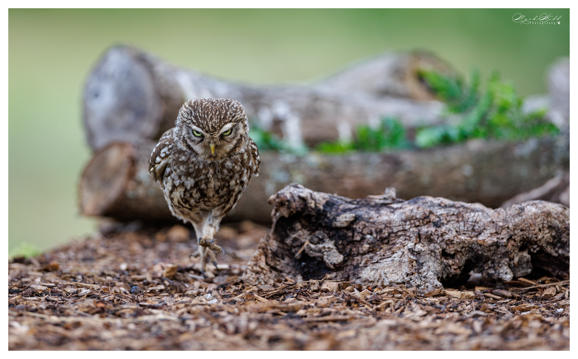 Little Owl Holdenby Estate July 2026