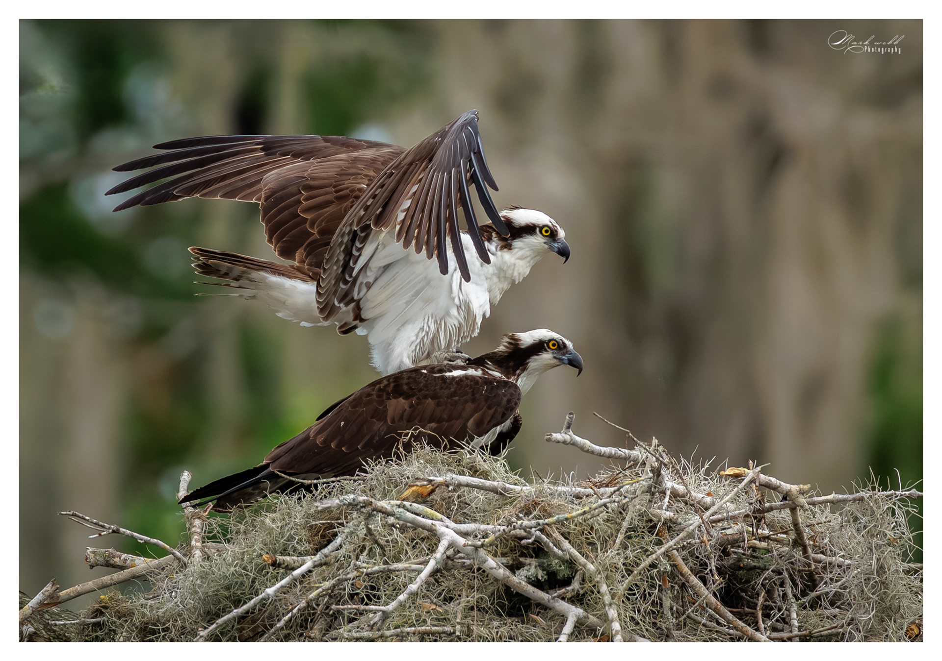 Osprey Blue Cypress Lake