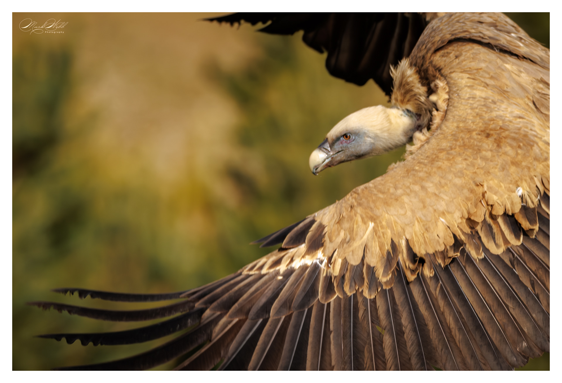 Griffon Vulture