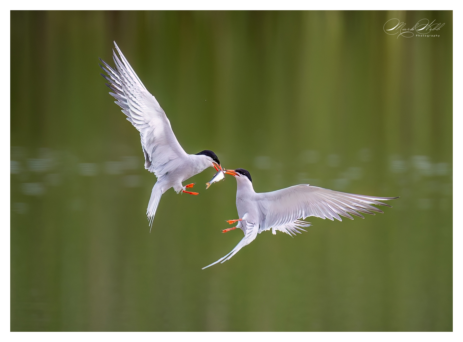 Tern Woodwalton June 2024
