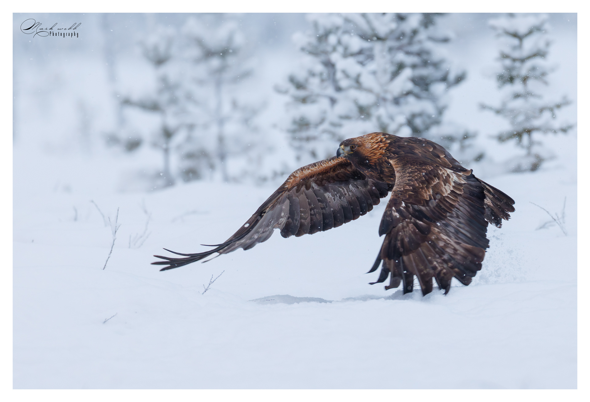 Golden Eagle