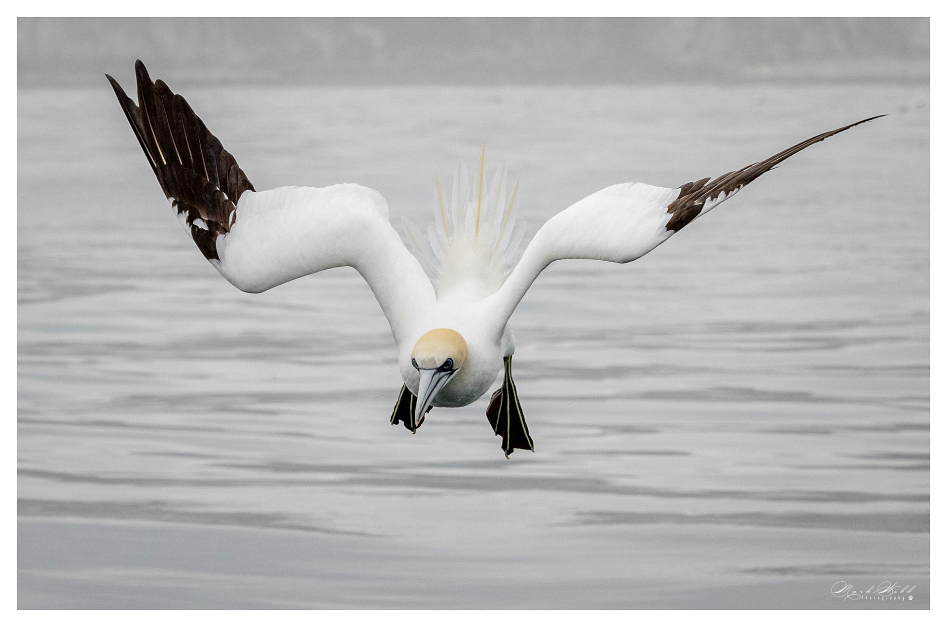 Bridlington Gannet Boat Trip August 2023