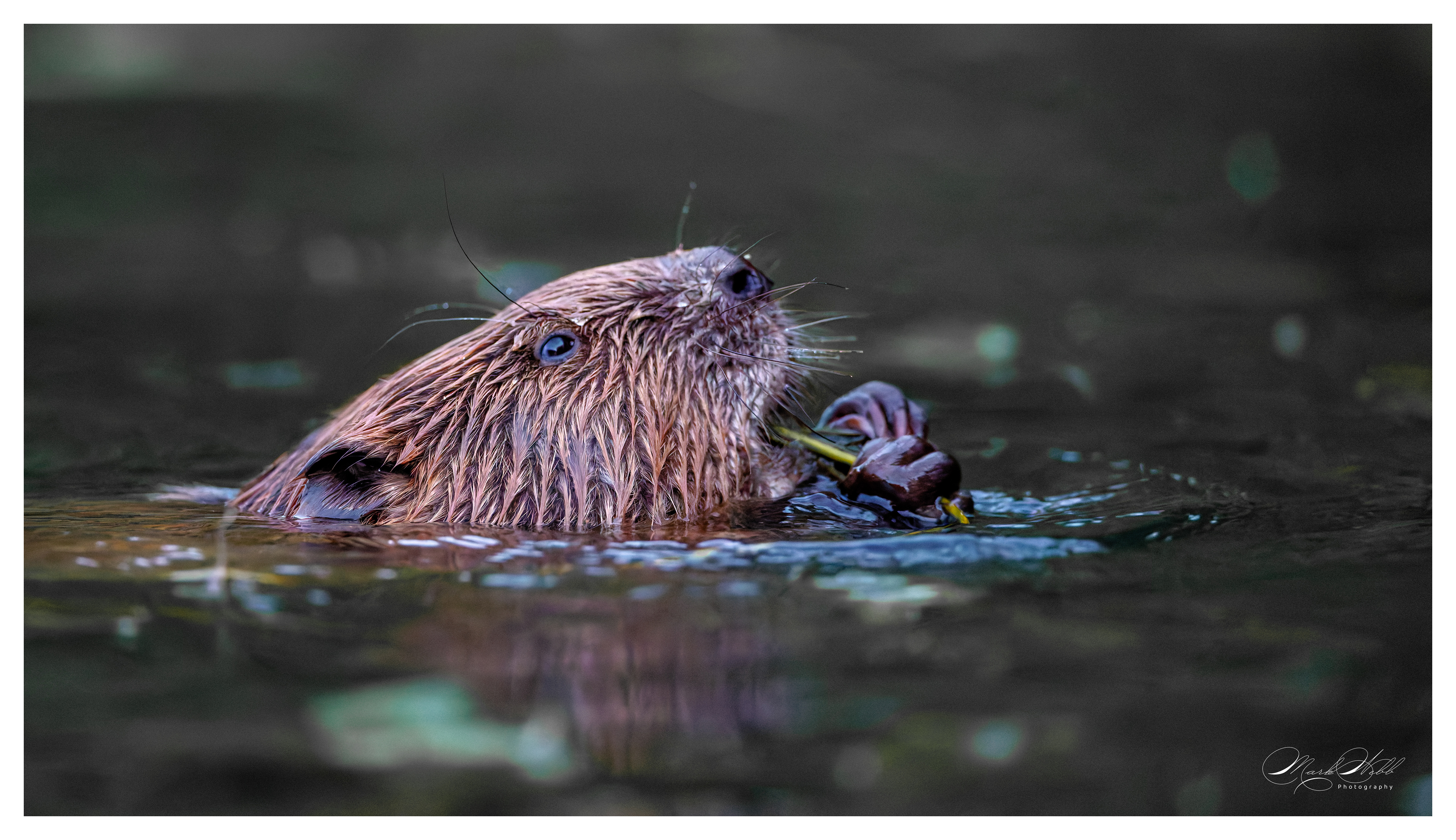 Beaver River Stour Kent July 2024