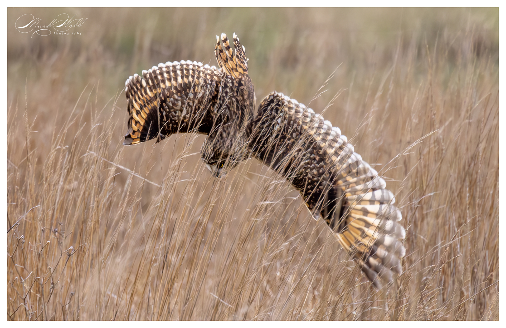 SEO Wallasea Island February 2024