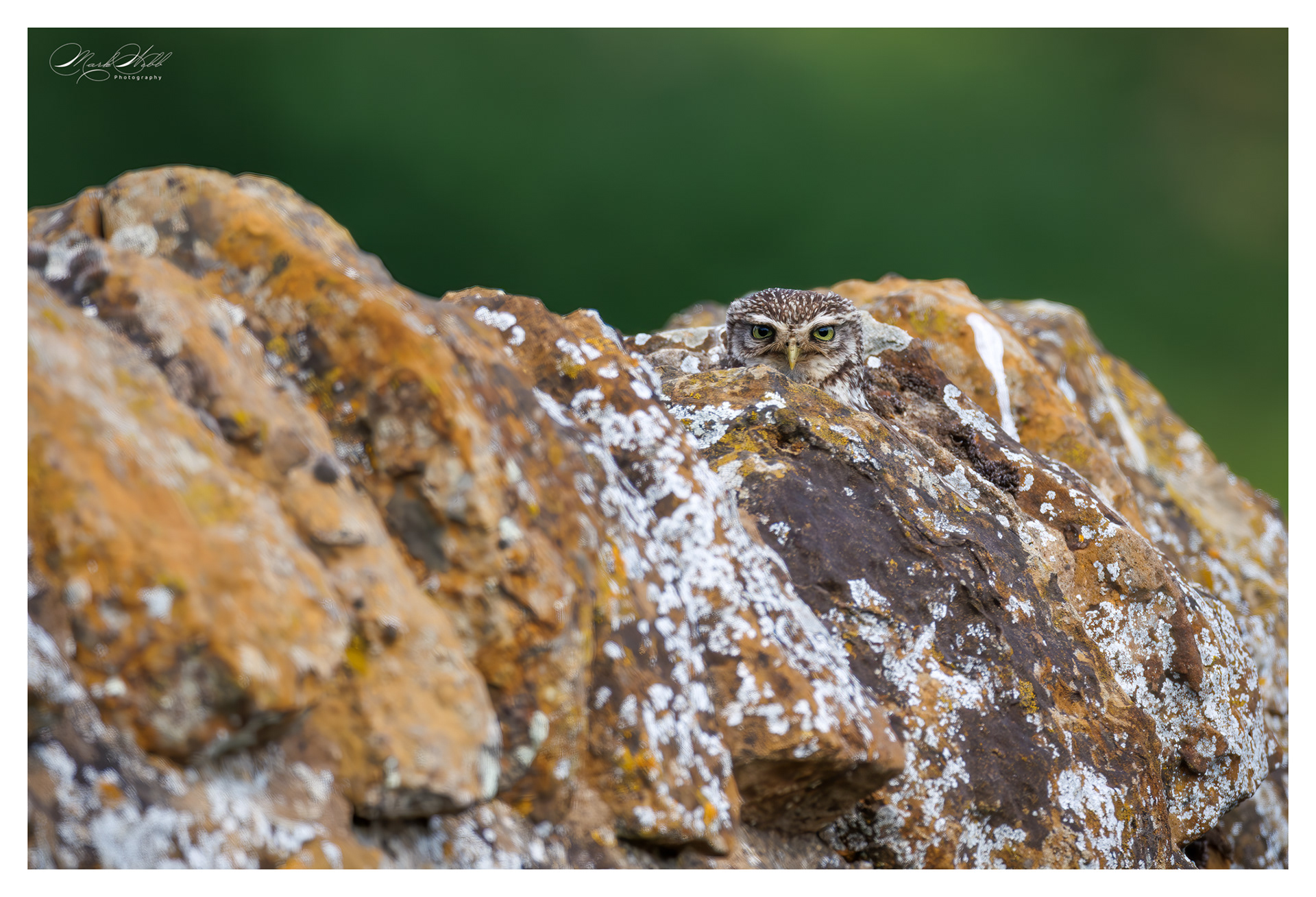 Little Owl Holdenby Estate July 2025