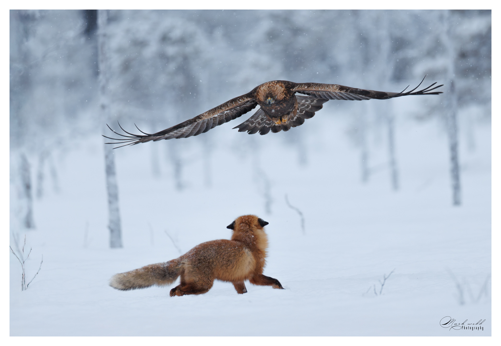 Red Fox v Golden Eagle
