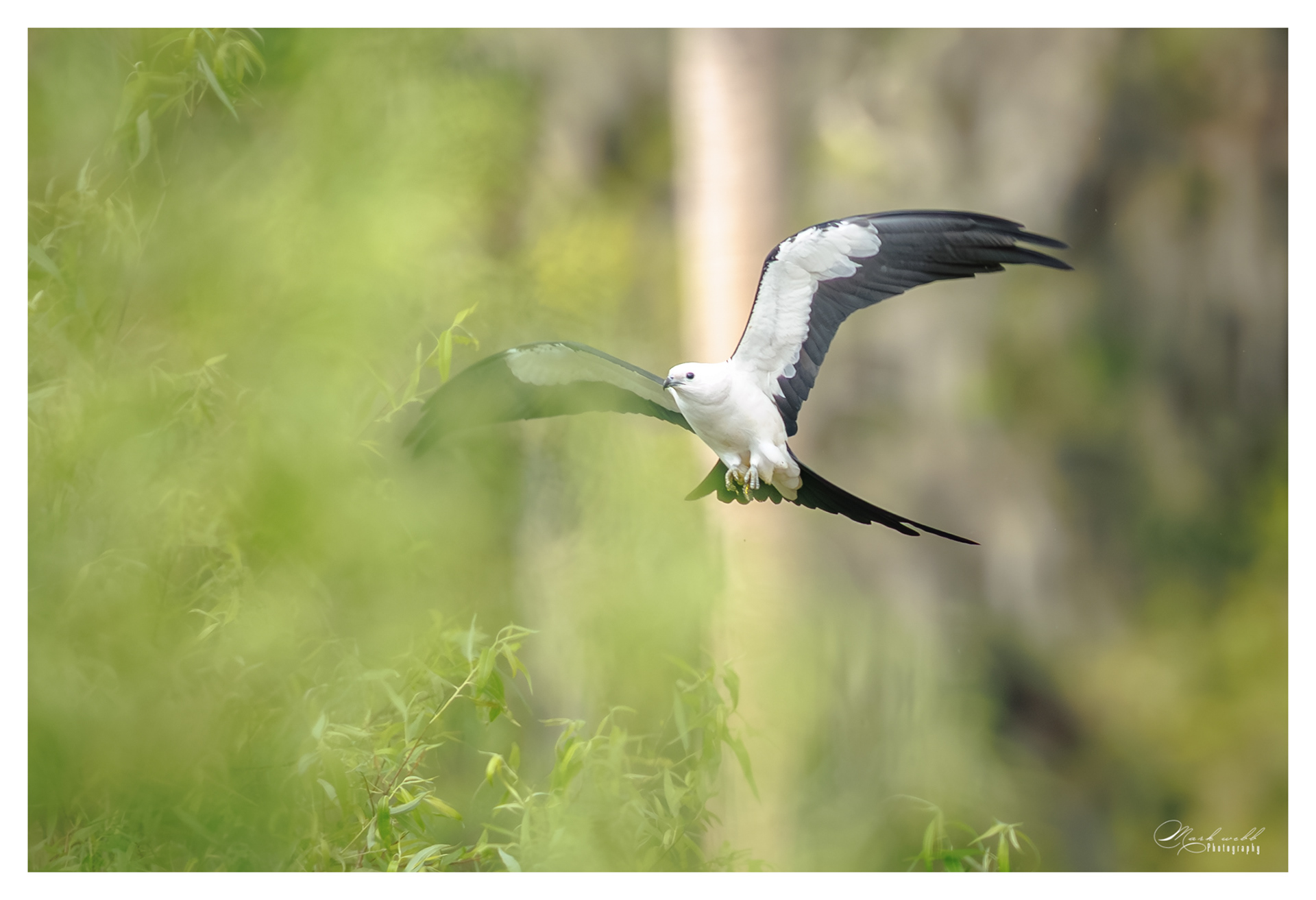 Swallow Tailed Kite