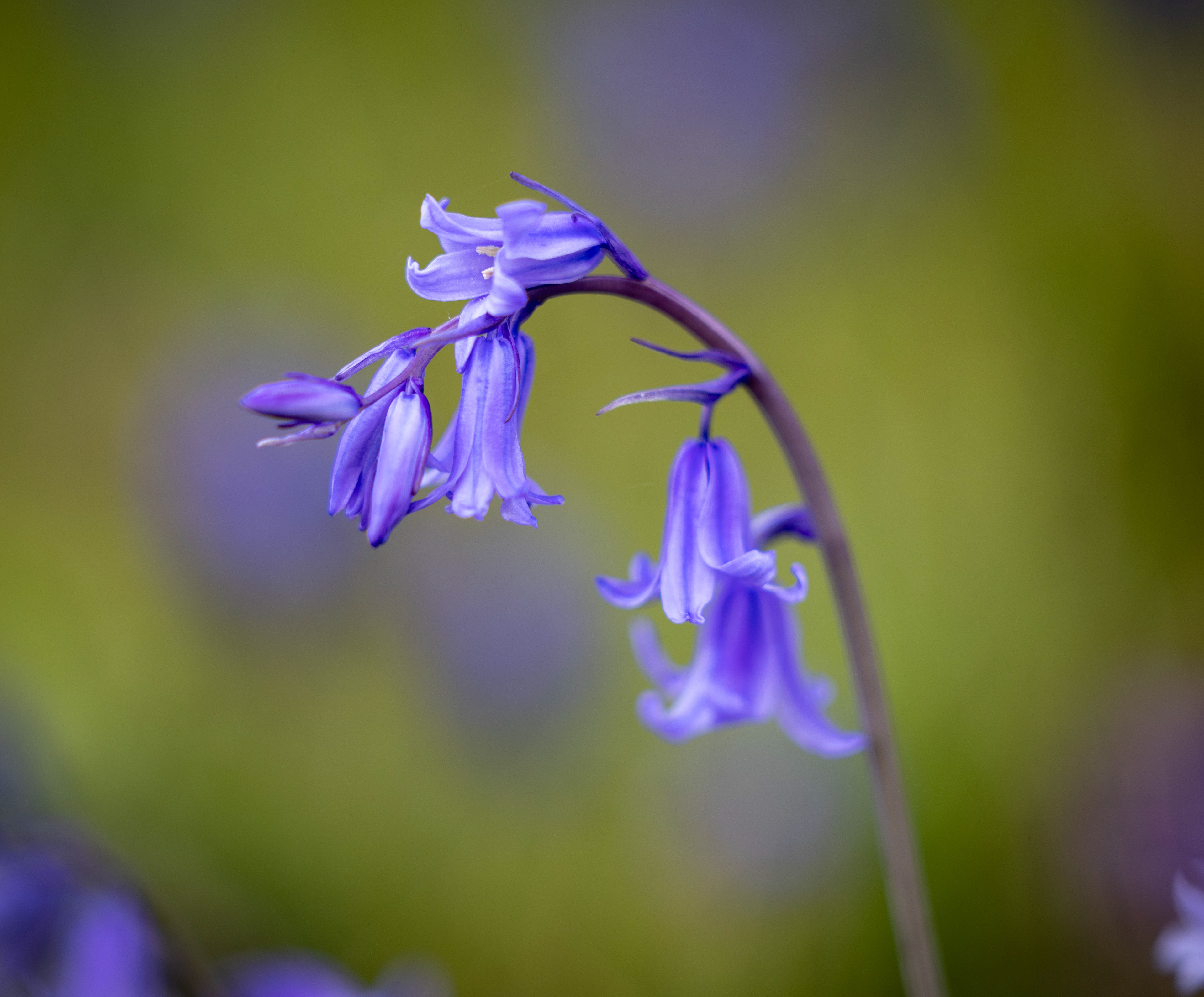 Wootton Bluebells April 2023
