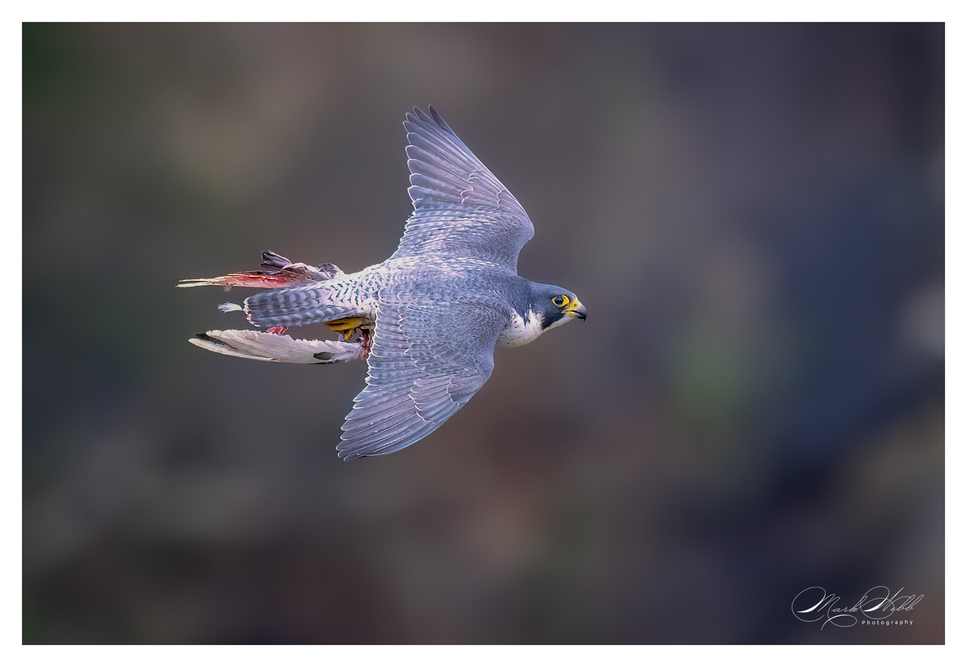 Peregrine Falcon Bristol February 2024