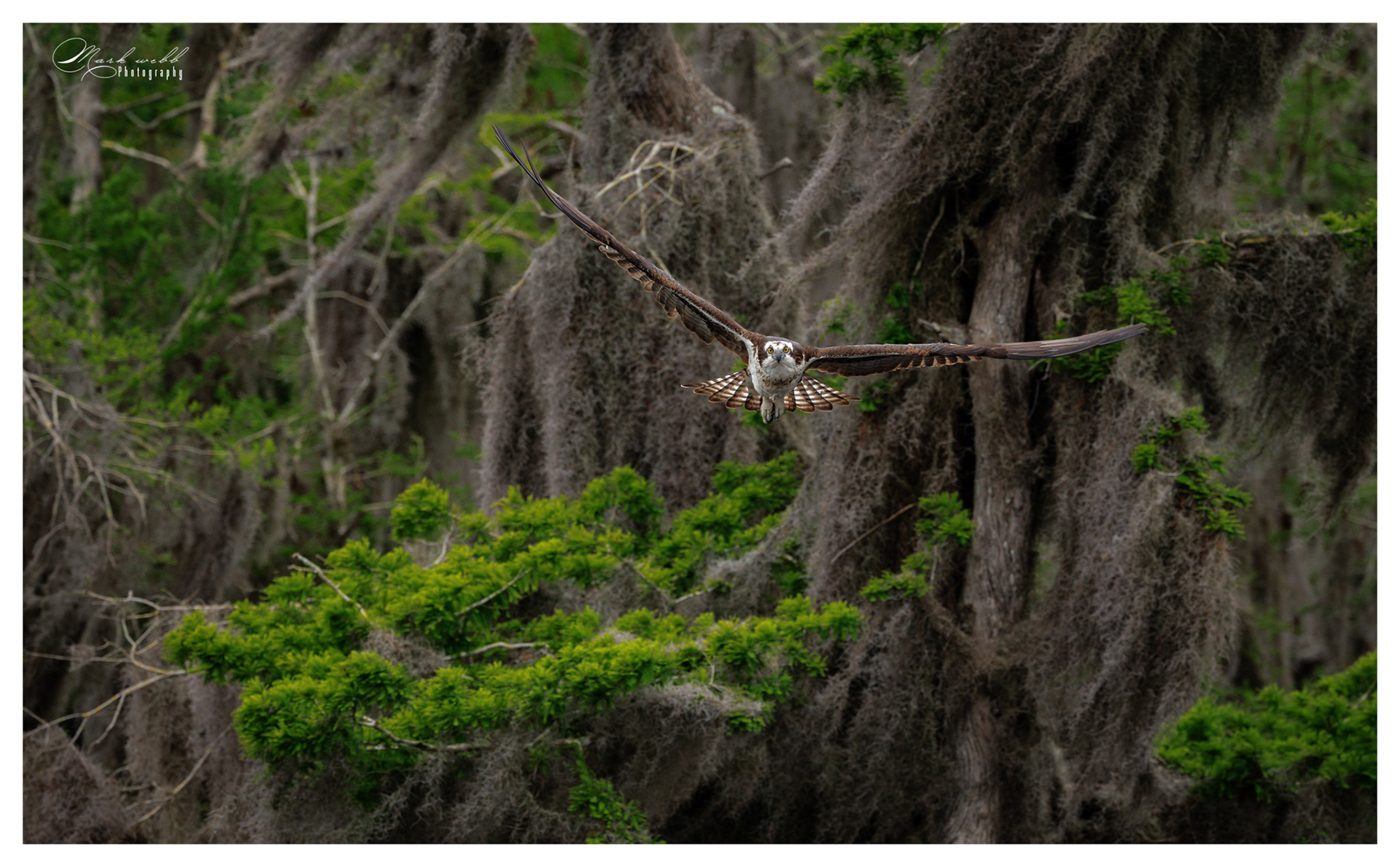 Osprey Blue Cypress Lake