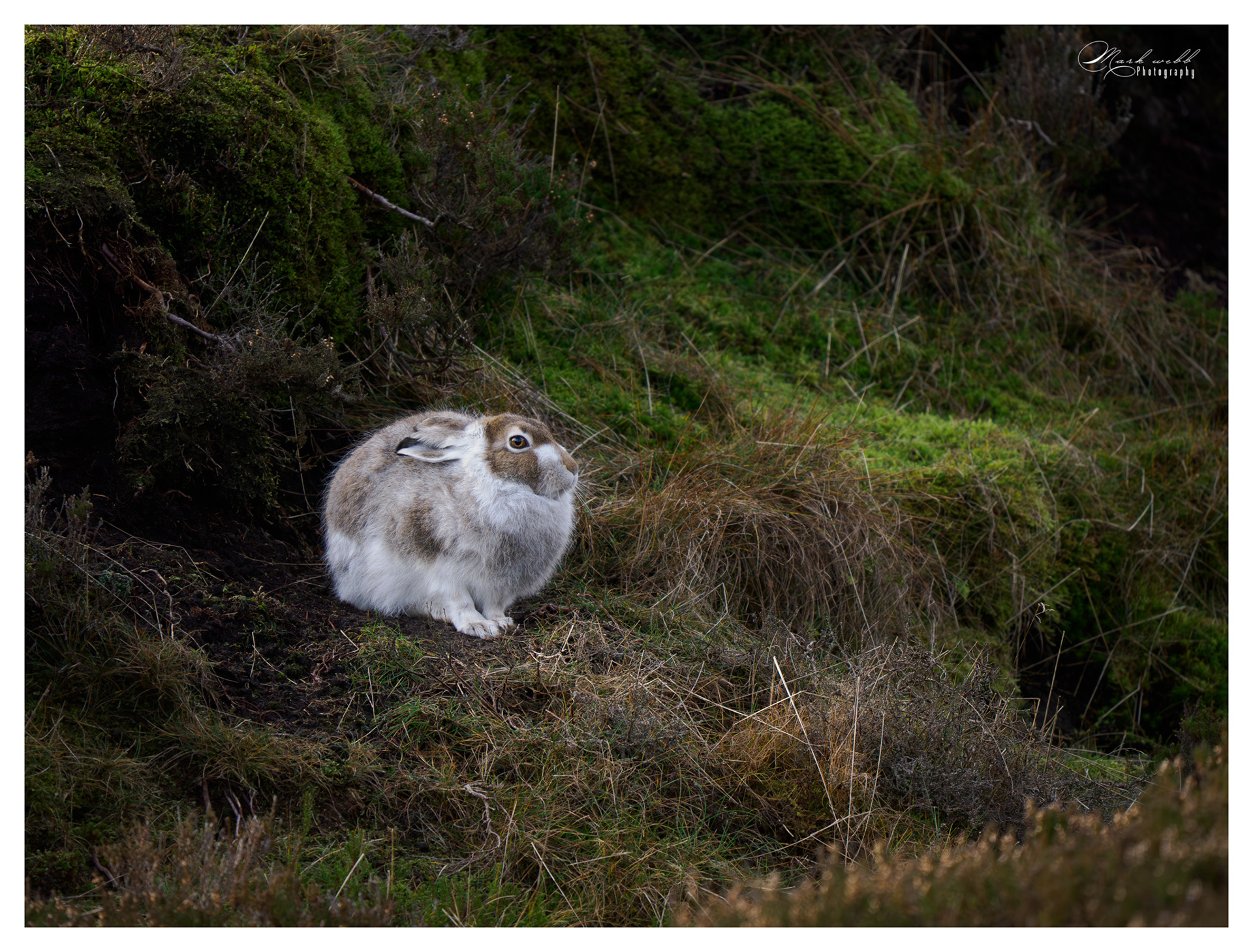 Mountain Hare Peak District December 2025