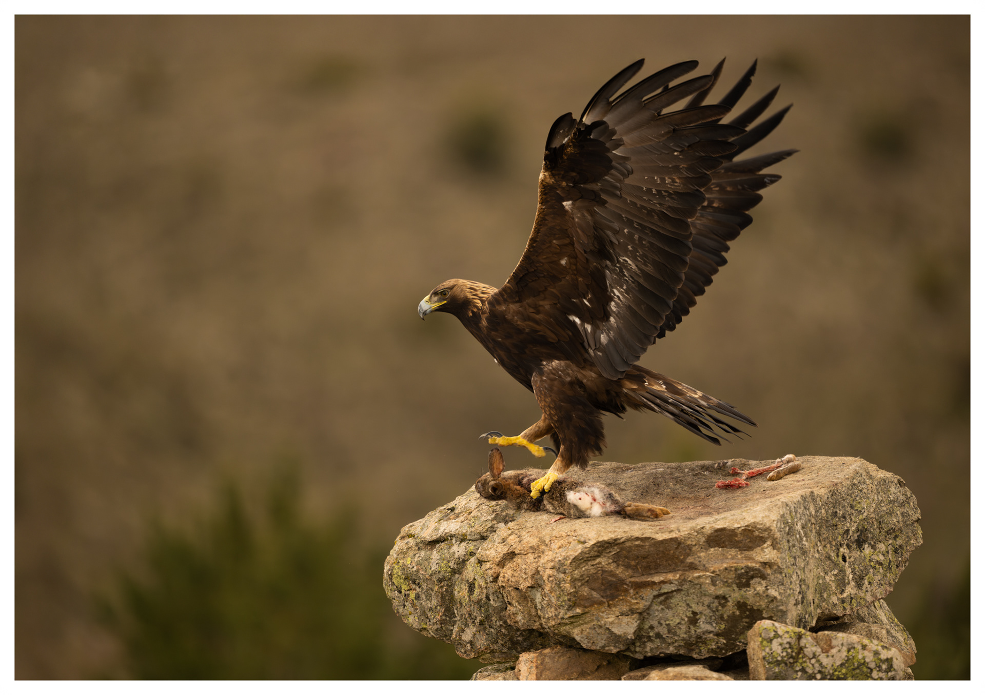 Golen Eagle