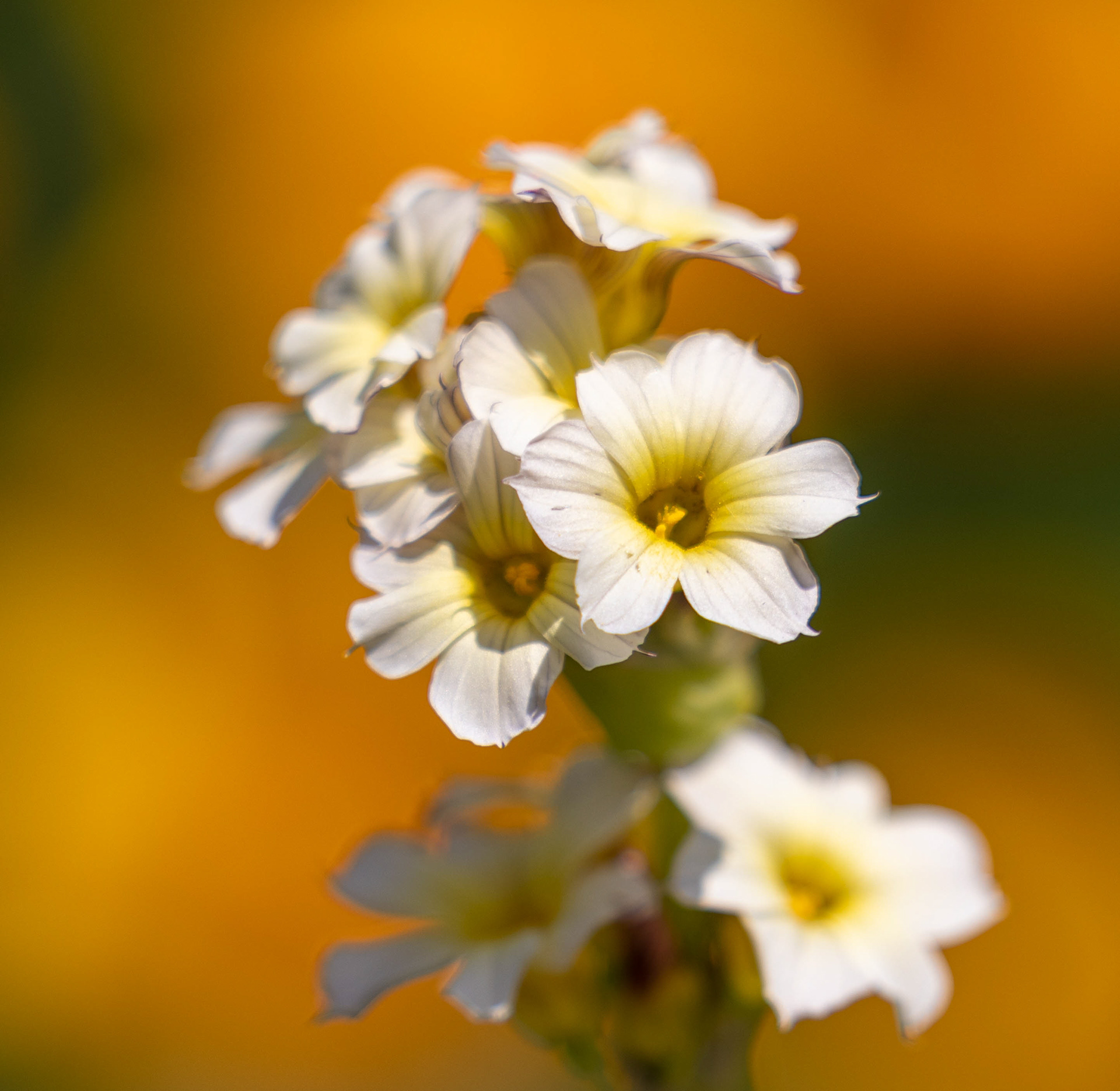 Sonia Sisyrinchium June 2023