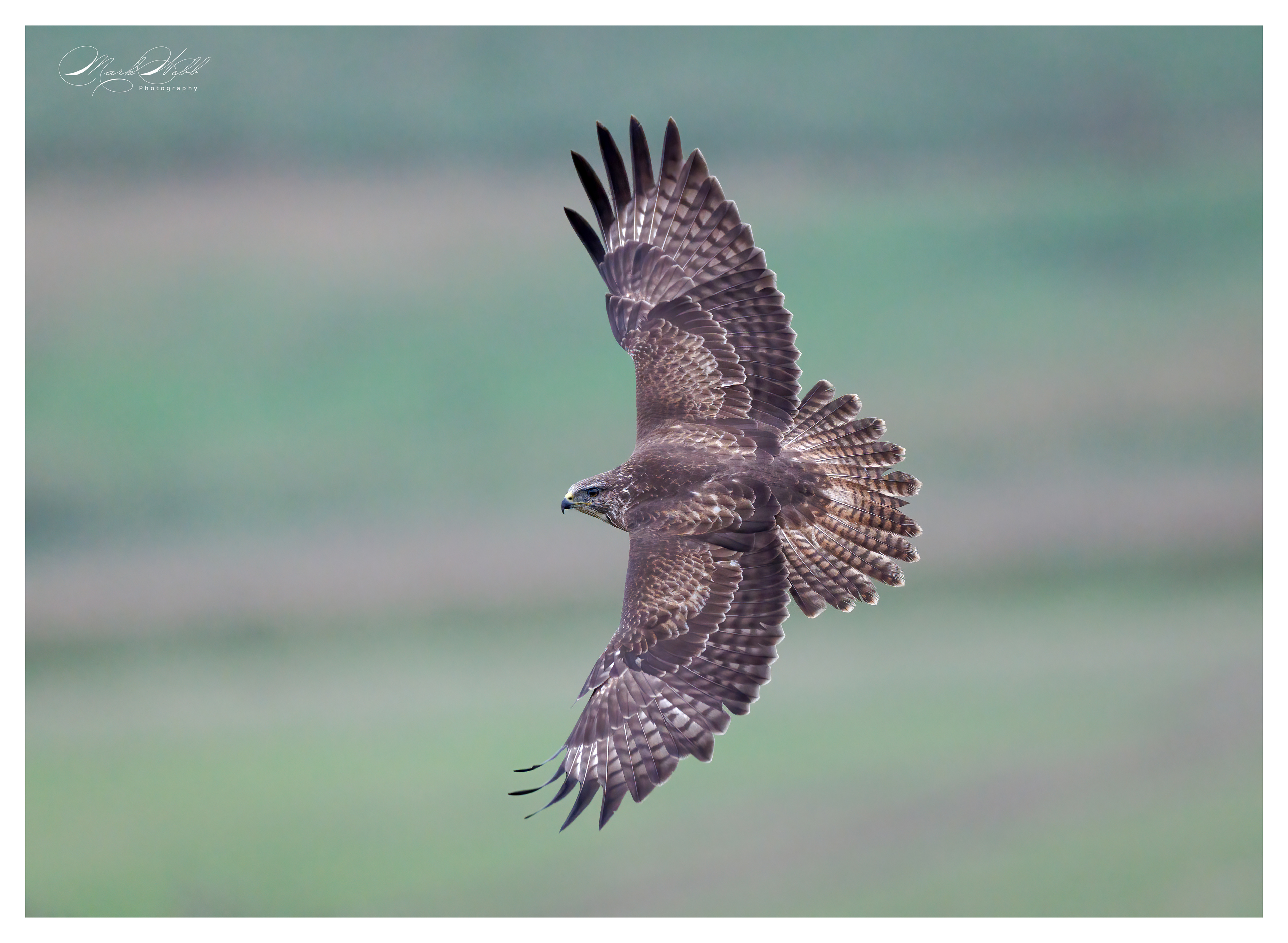 Buzzard Swindon November 2024