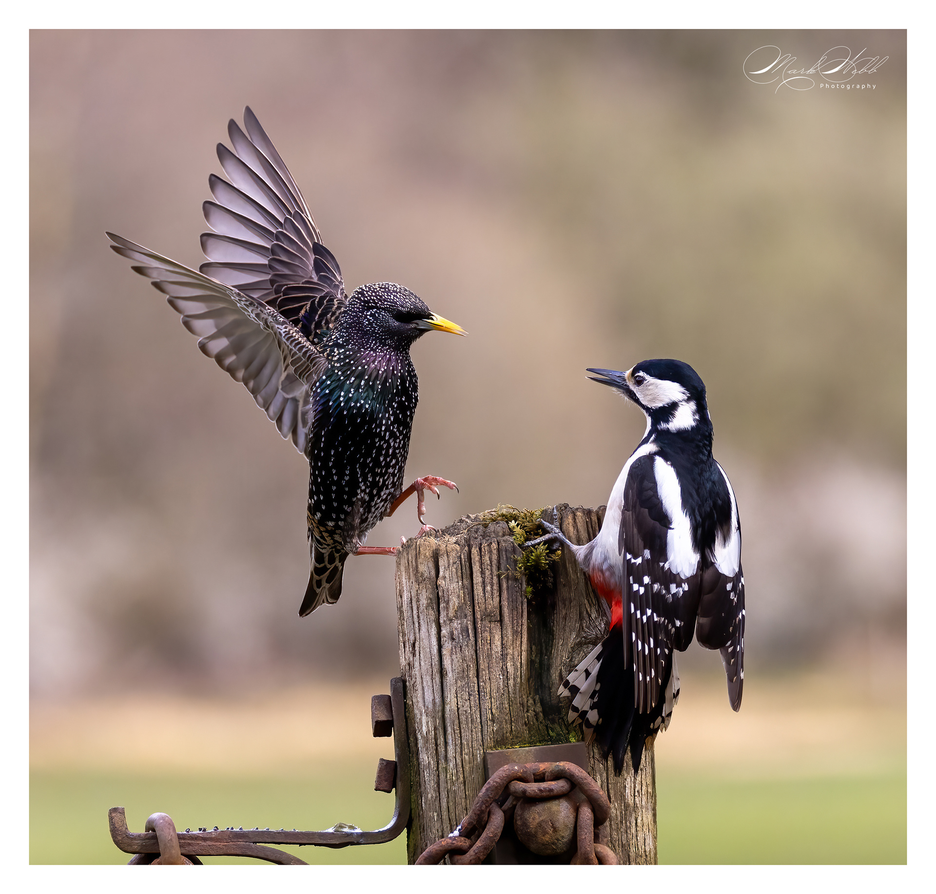 Woodpecker Bournemouth March 2024