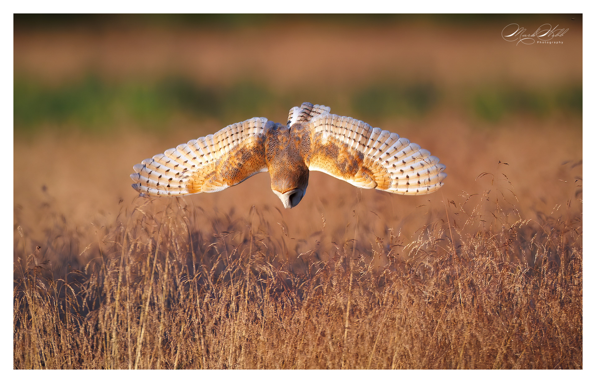 Barn Owl Summer Leys July 2024