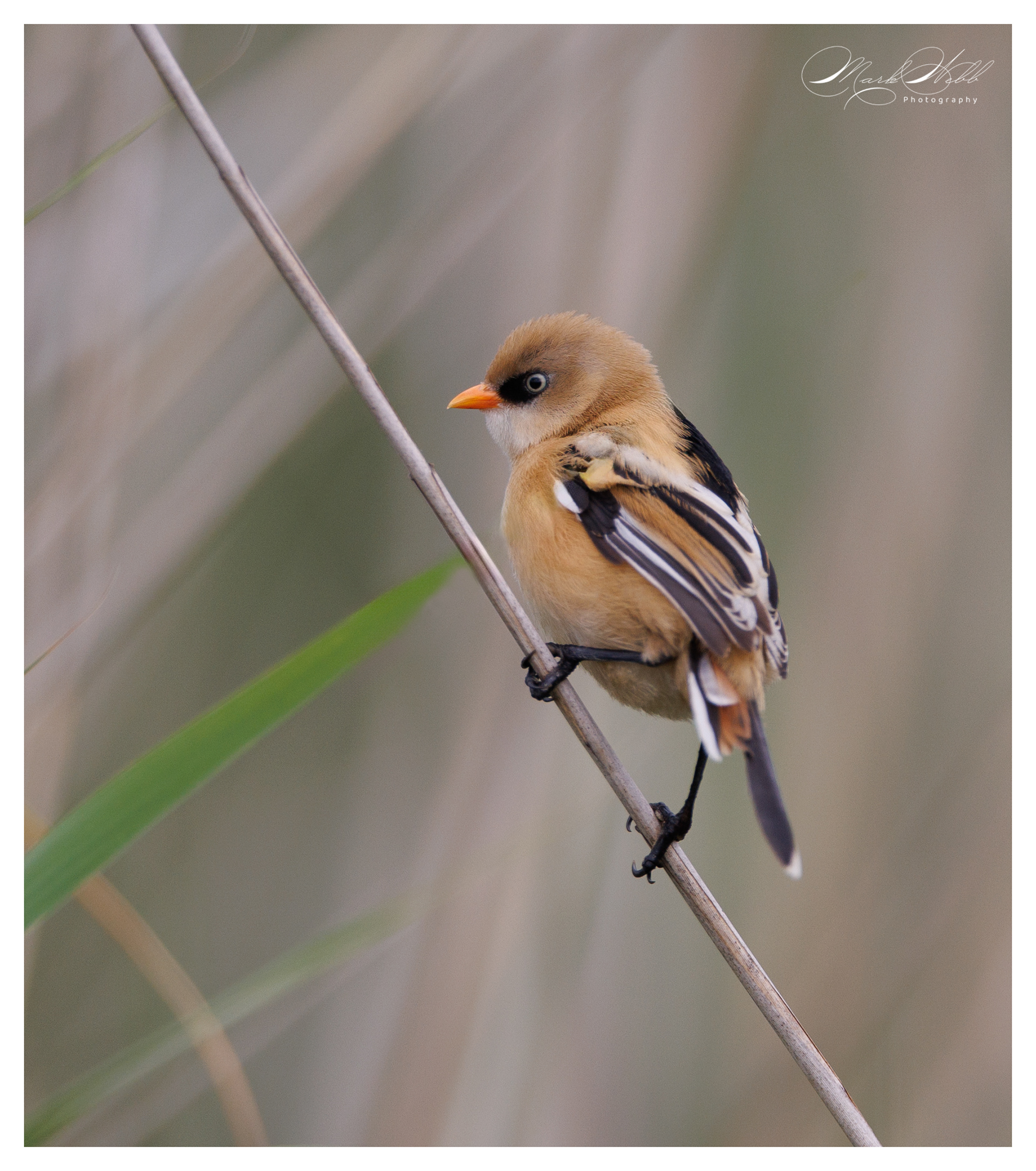 Bearded Reedling Rainham Marshes July 2024