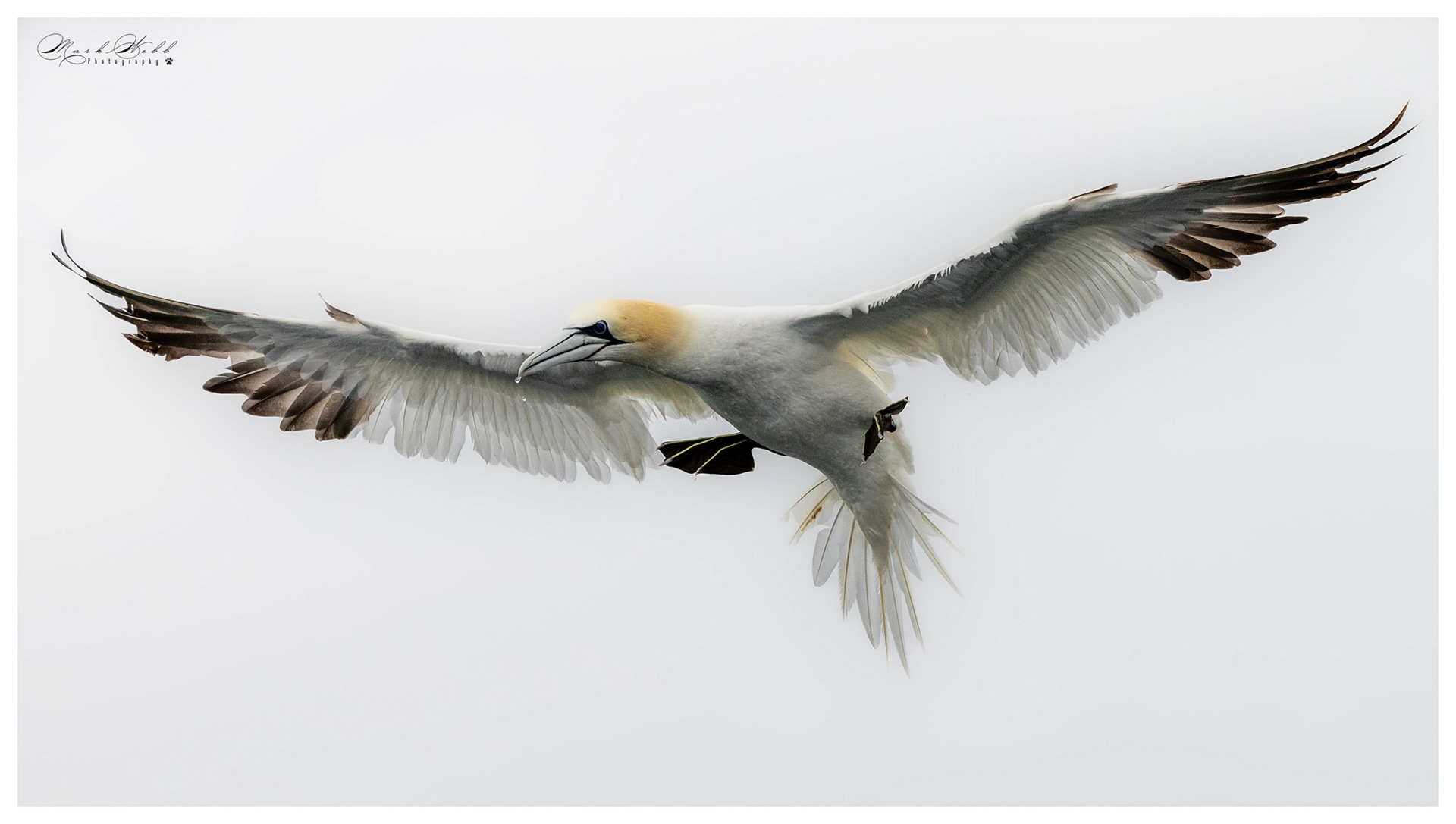 Bridlington Gannet Boat Trip August 2023