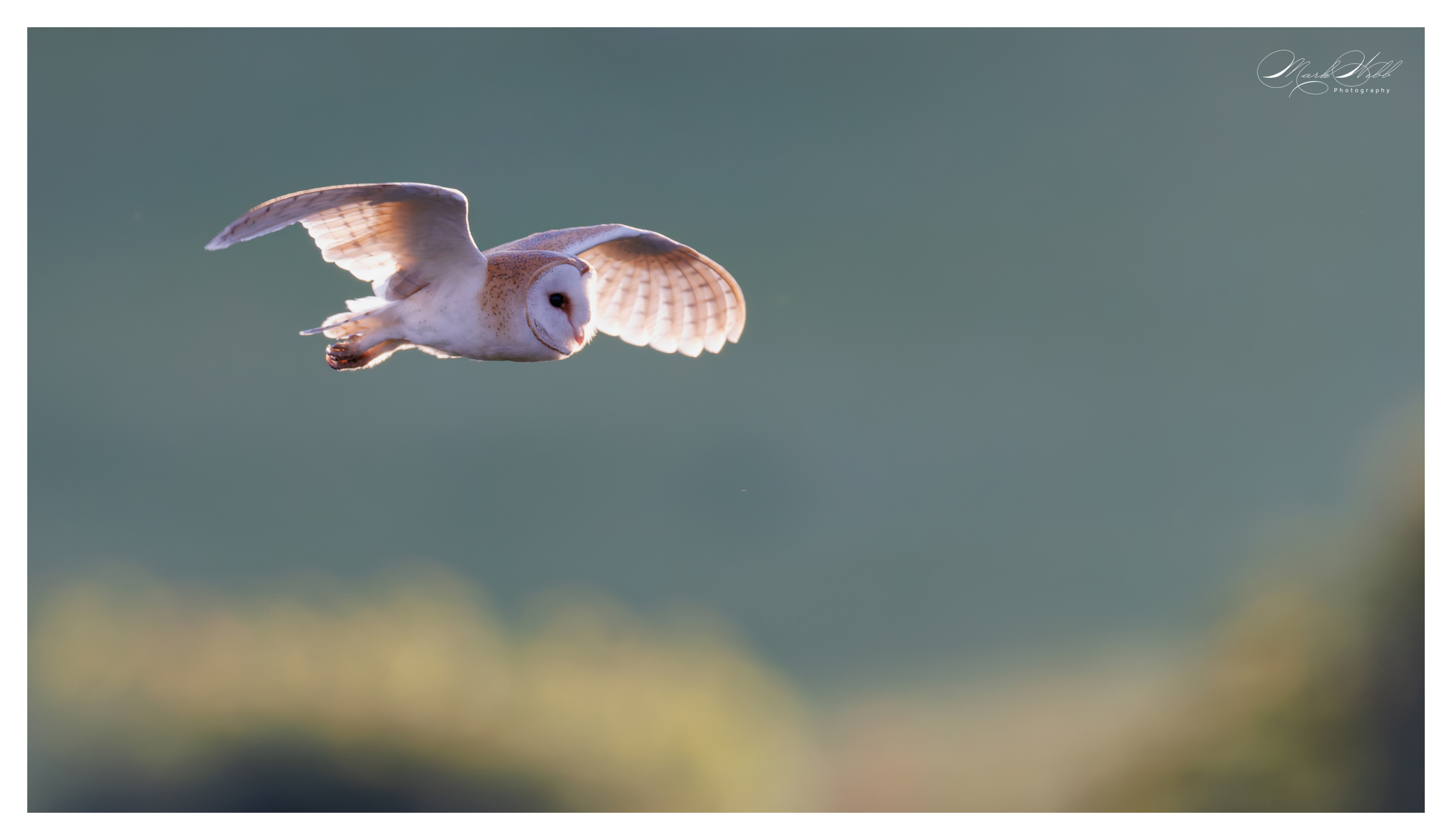 Barn Owl Summer Leys July 2024