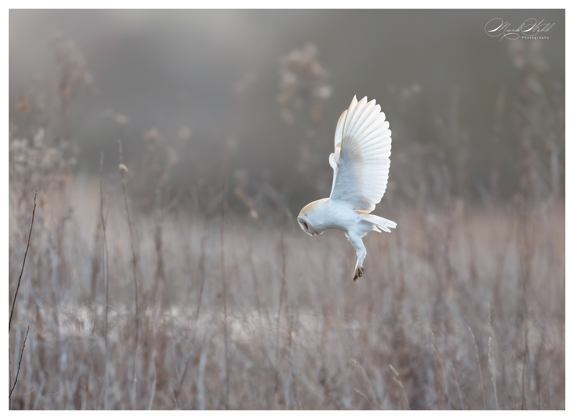 Barn Owl Whiston Lock March 2025