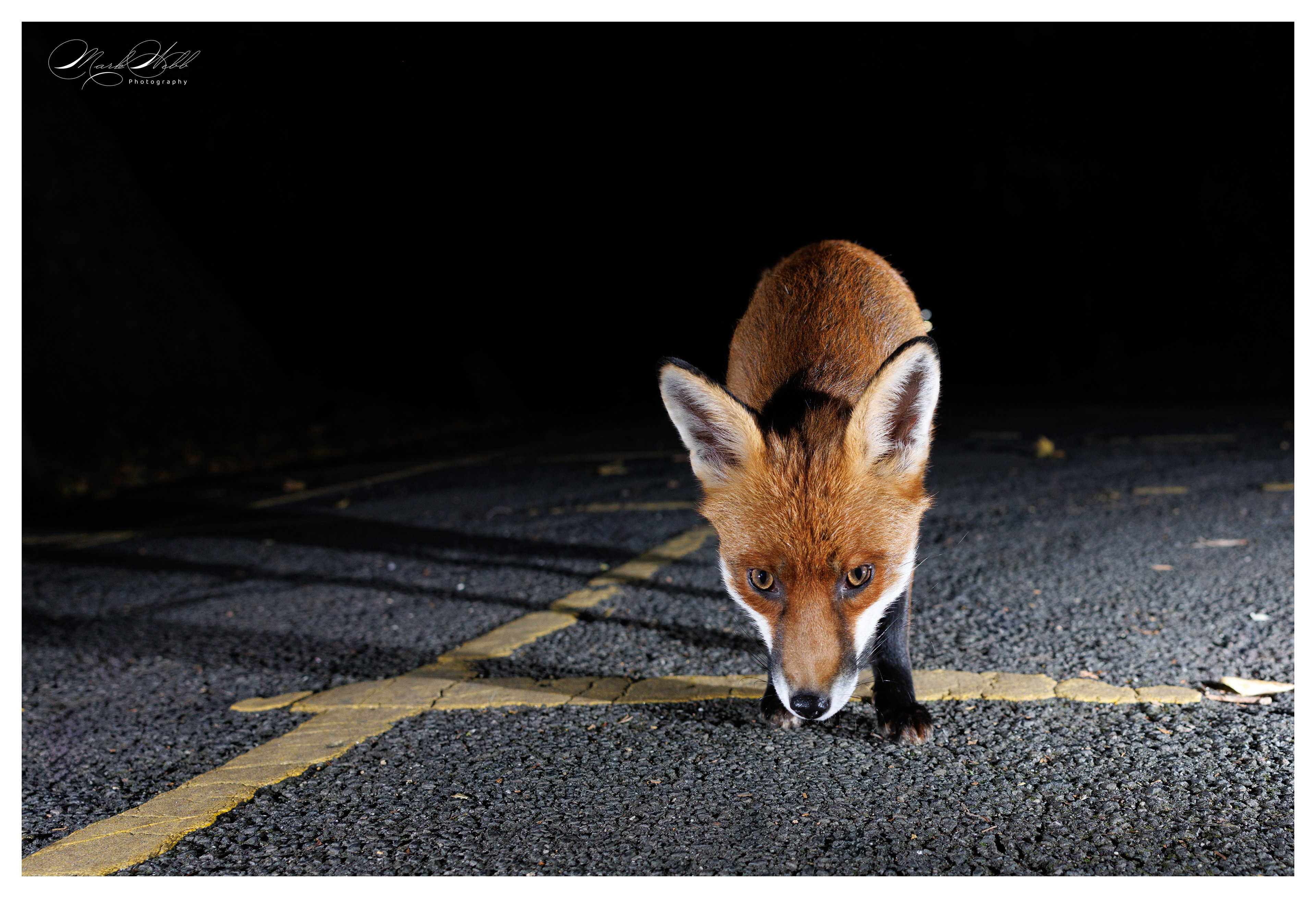 Bristol Foxes September 2024