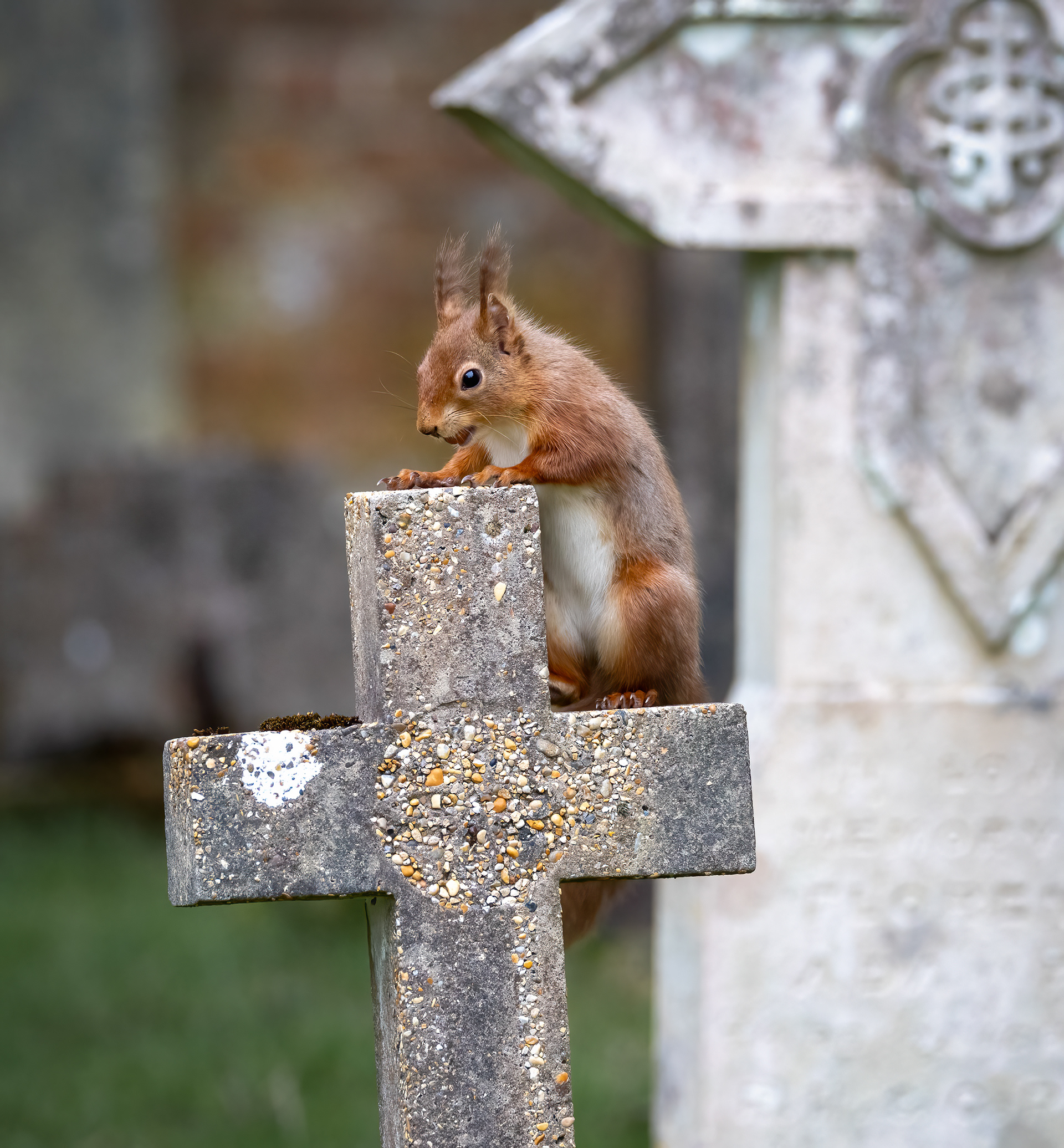 Red Squirrell Brownsea Island March 2024