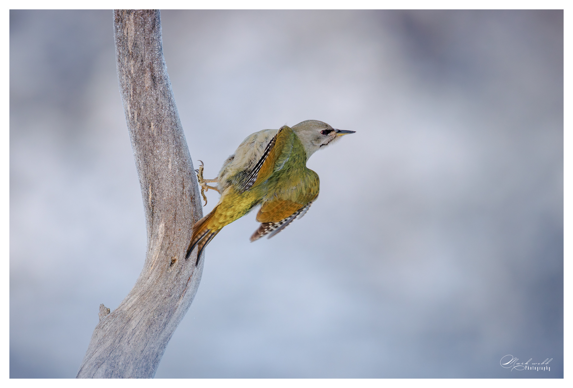 Grey Woodpecker