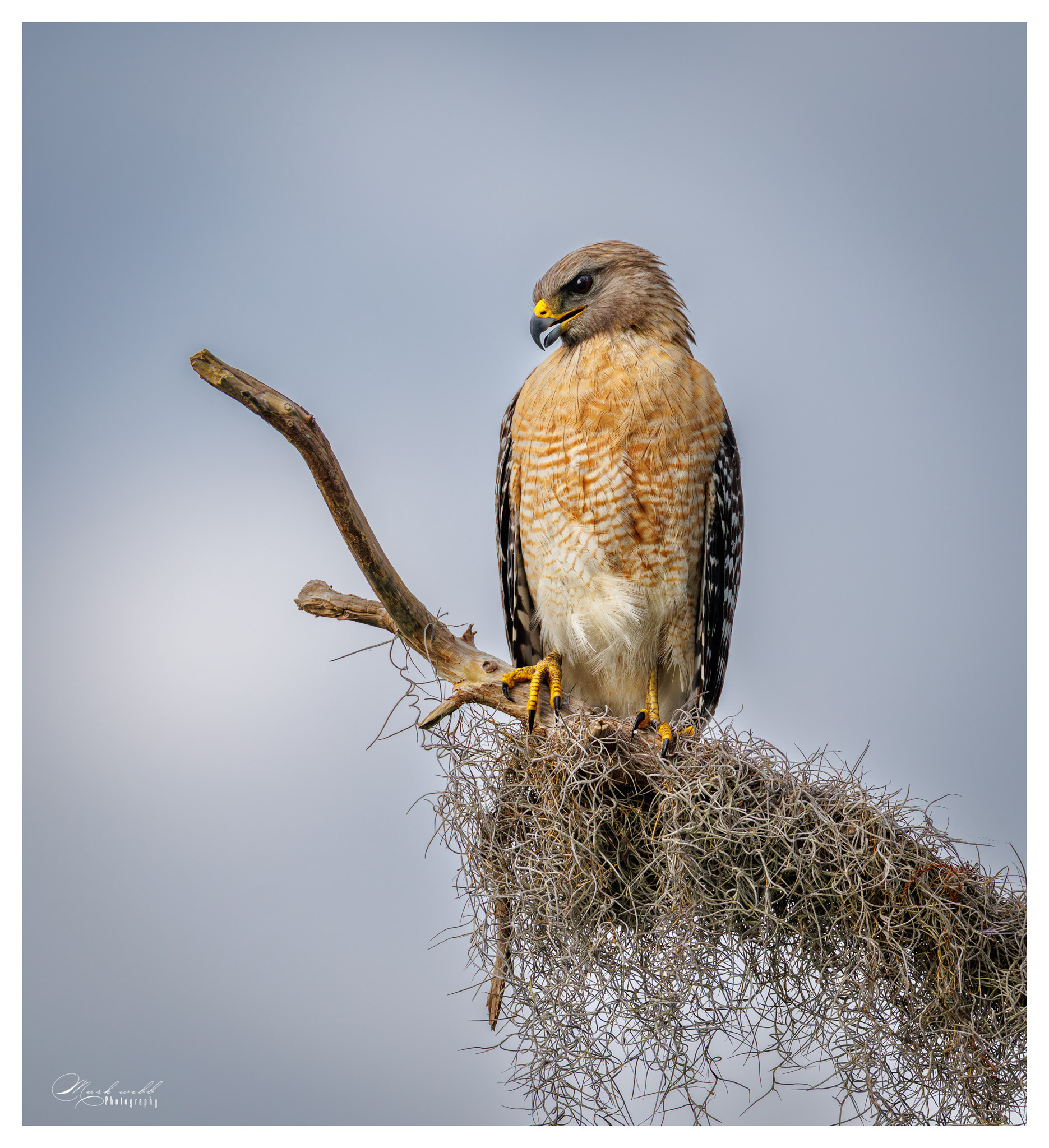 Red Shouldered Hawk