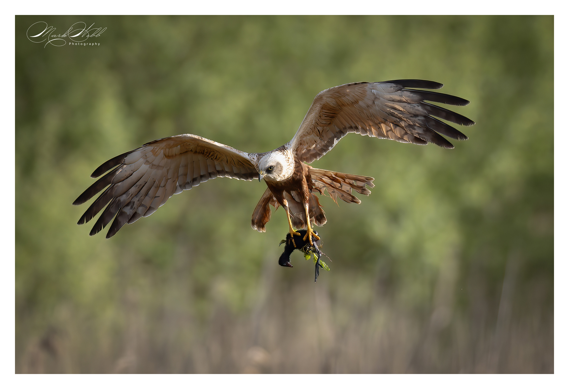 Marsh Harrier Fowlmere May 2024