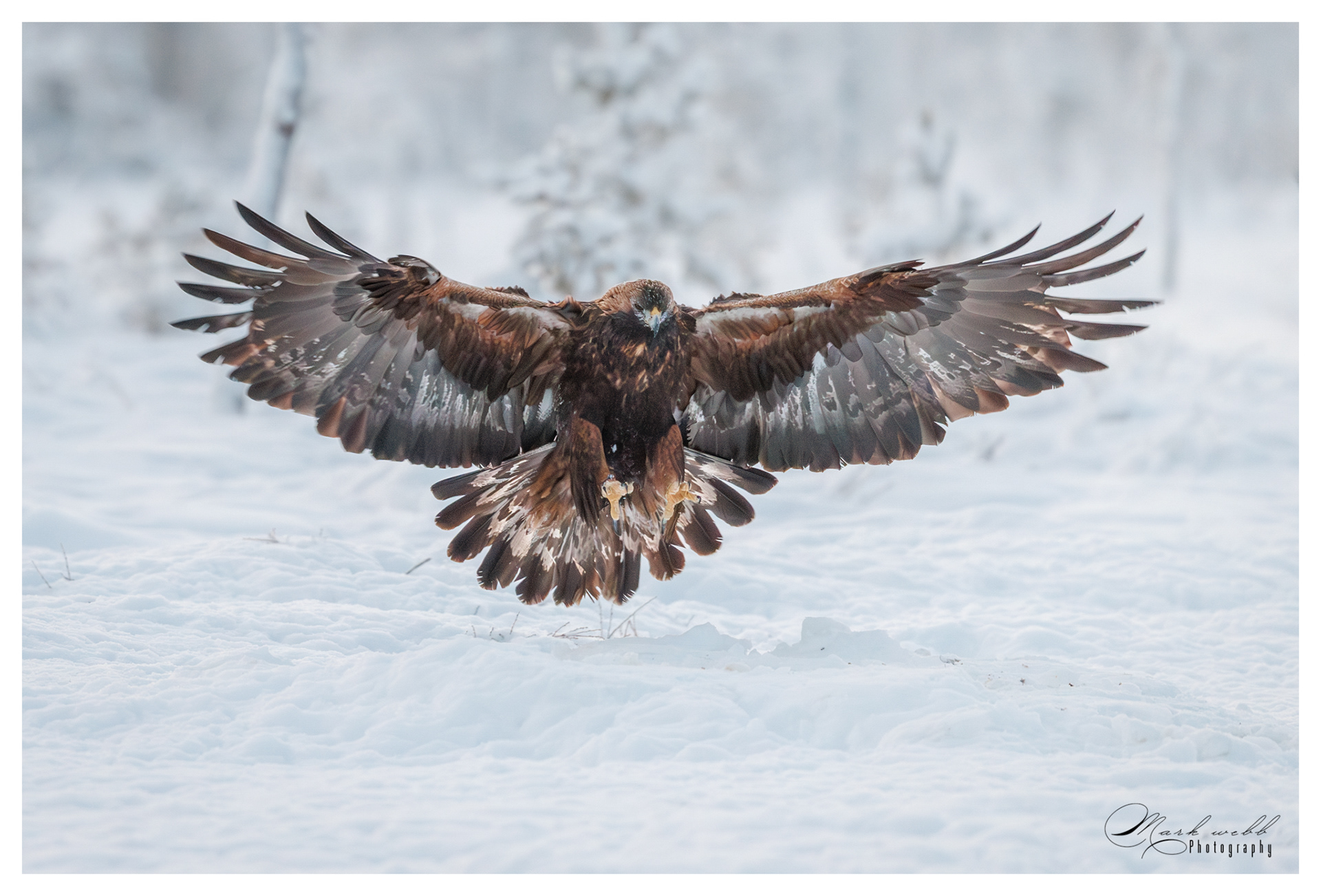 Golden Eagle