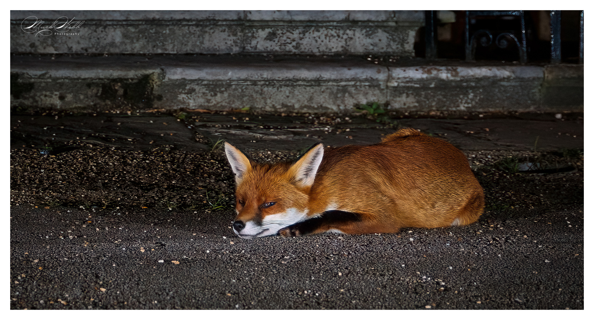 Bristol Foxes September 2024