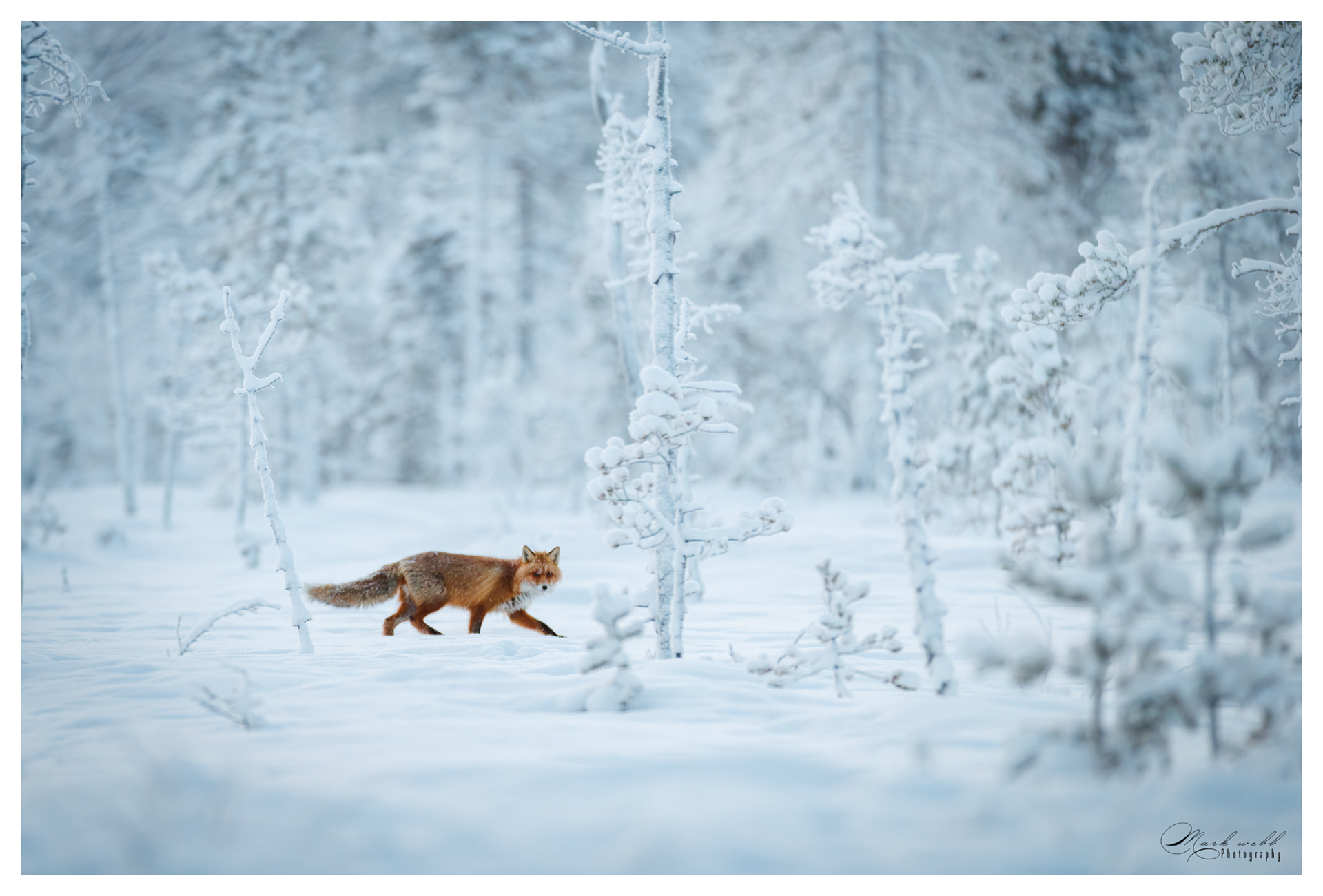 Red Fox