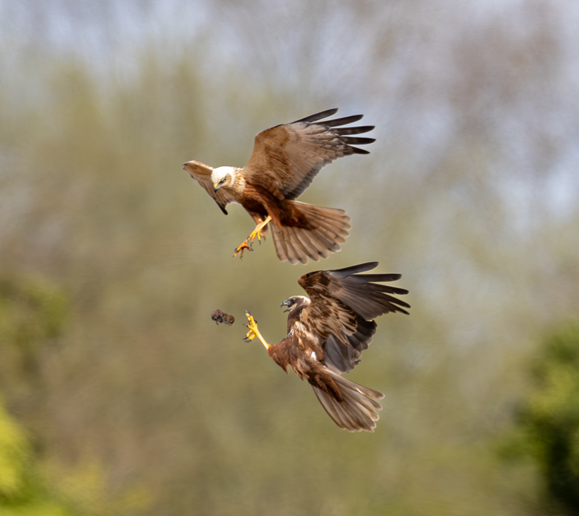 Marsh Harriers Fowlmere March 2024
