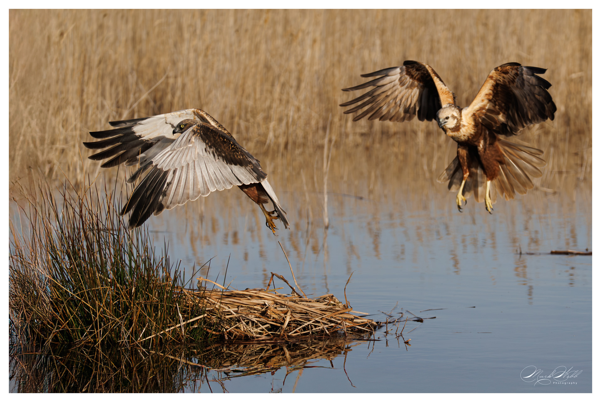 Marsh Harrier