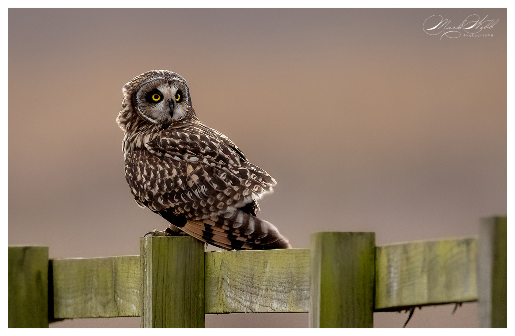 SEO Wallasea Island February 2024