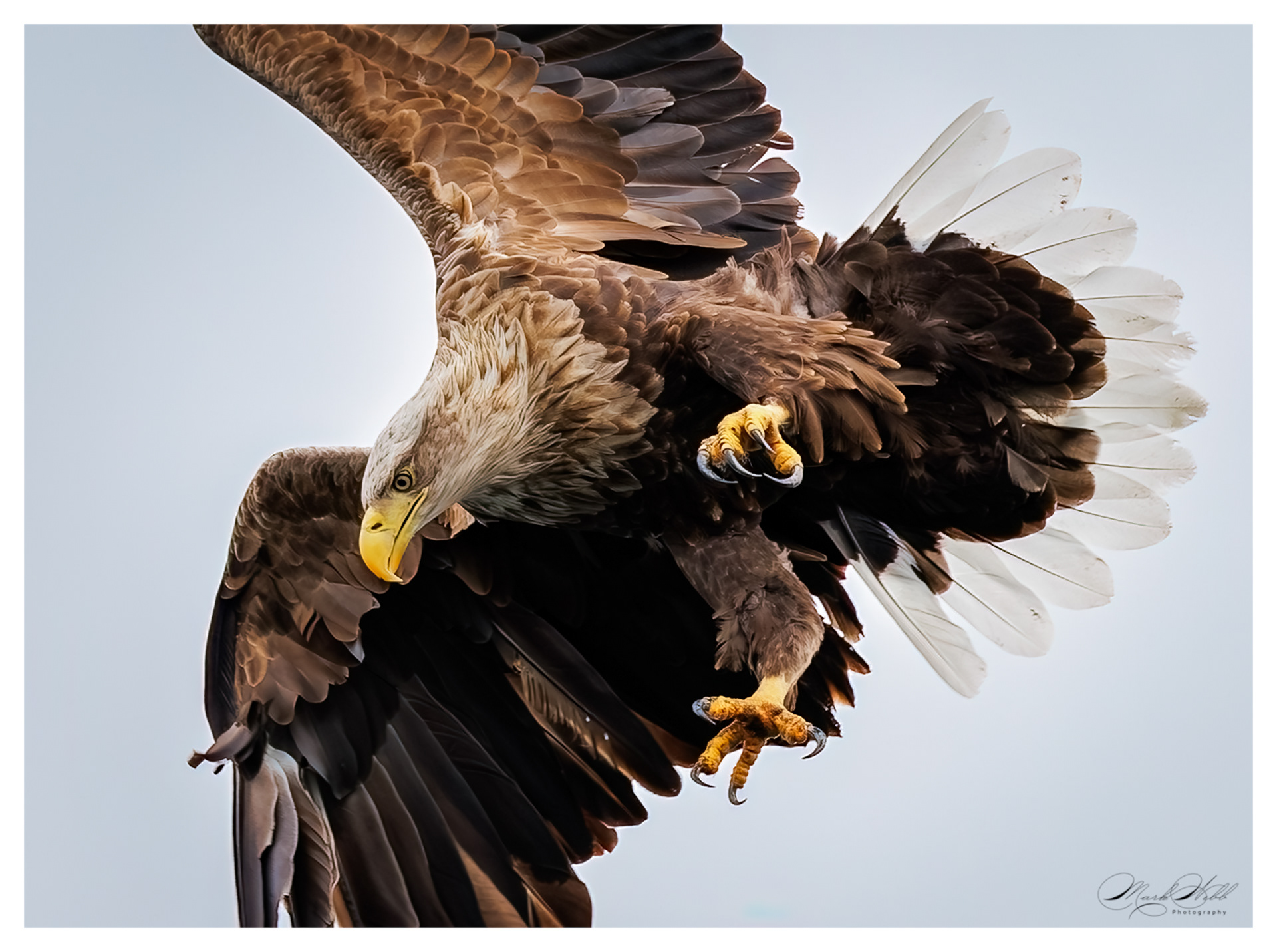 White Tailed Sea Eagle