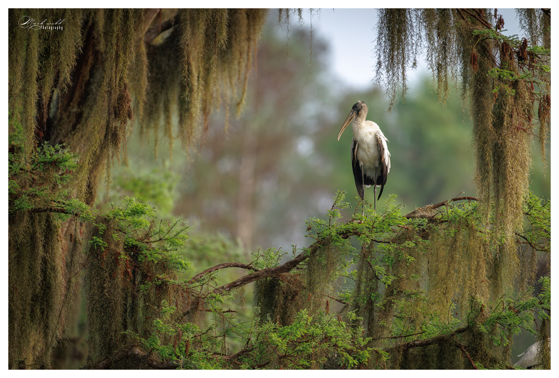 Stork Circle B Bar Reserve
