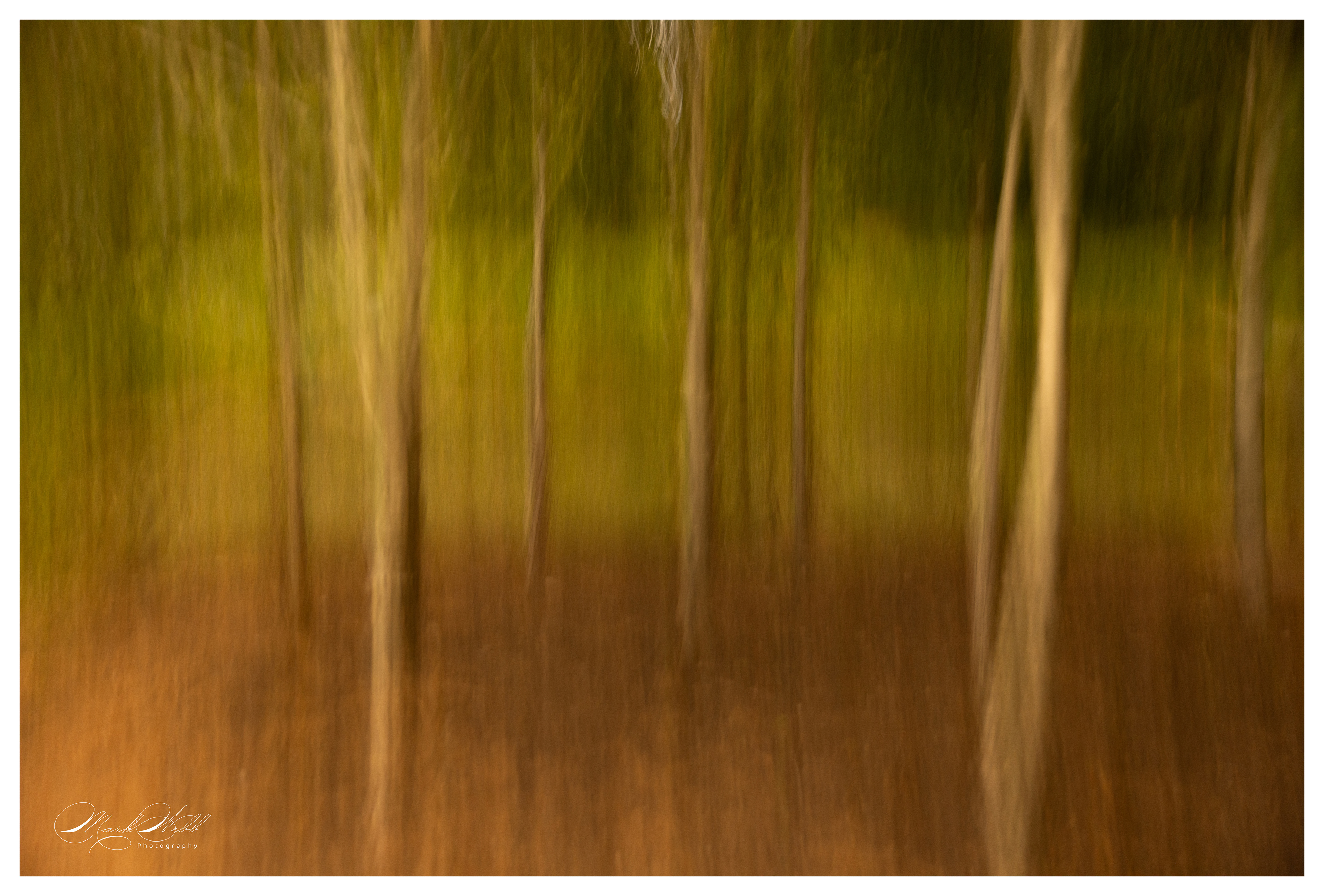 Batsford Arboretum June 2024