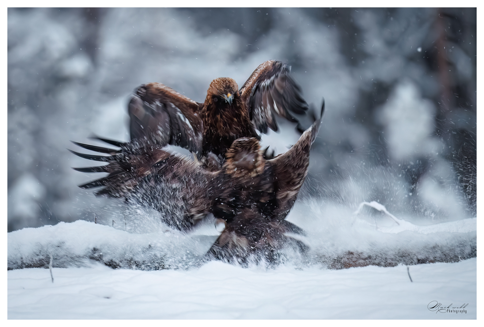 Golden Eagle