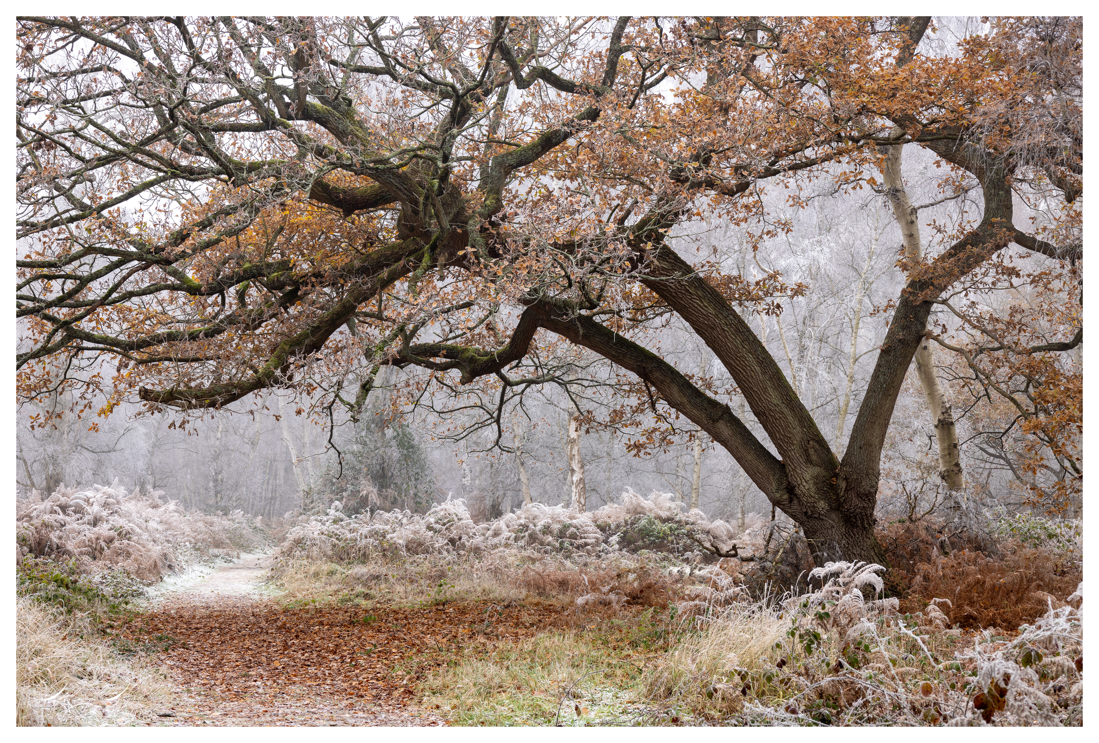 Holme Fen