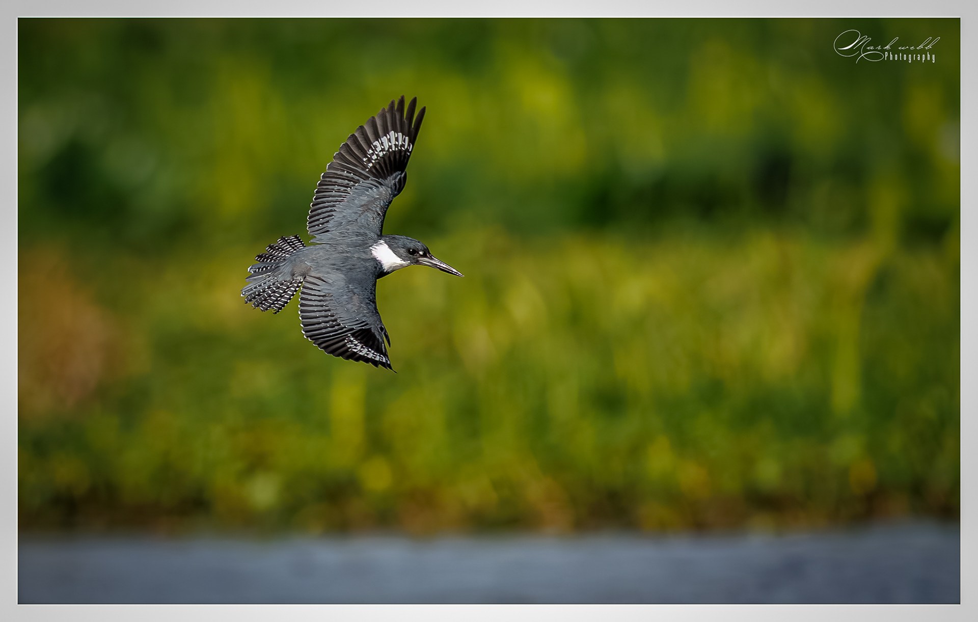 Belted Kingfisher Orland Wetlands